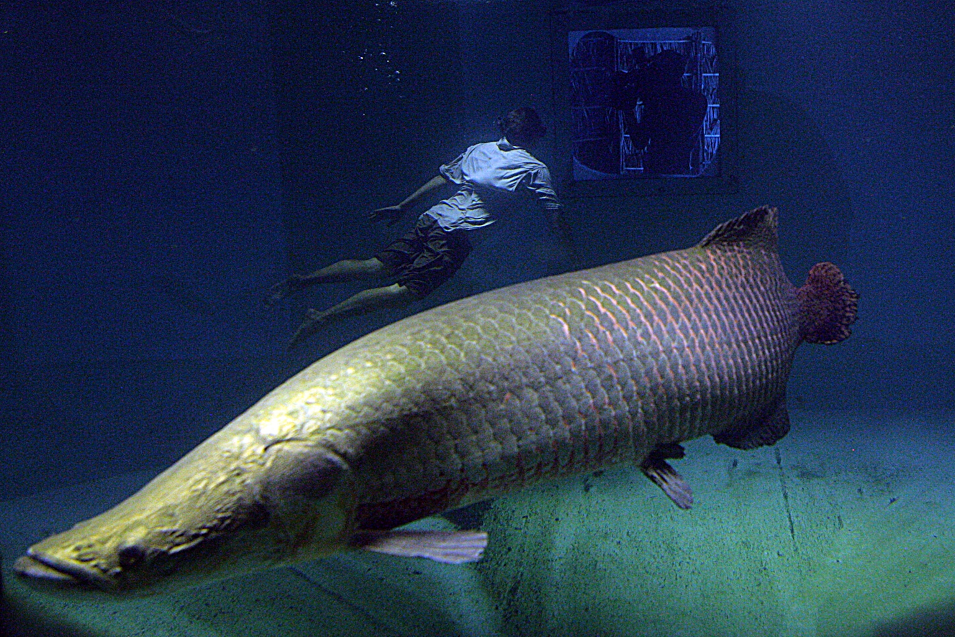 Camera captures a large arapaima at the front of the frame with a diver in the background, light illuminates its scales.