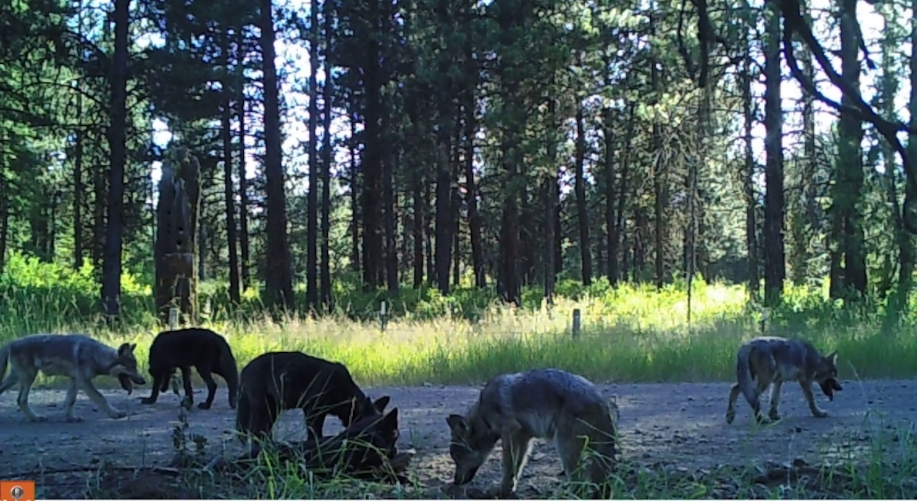 Wolves are sniffing ground.