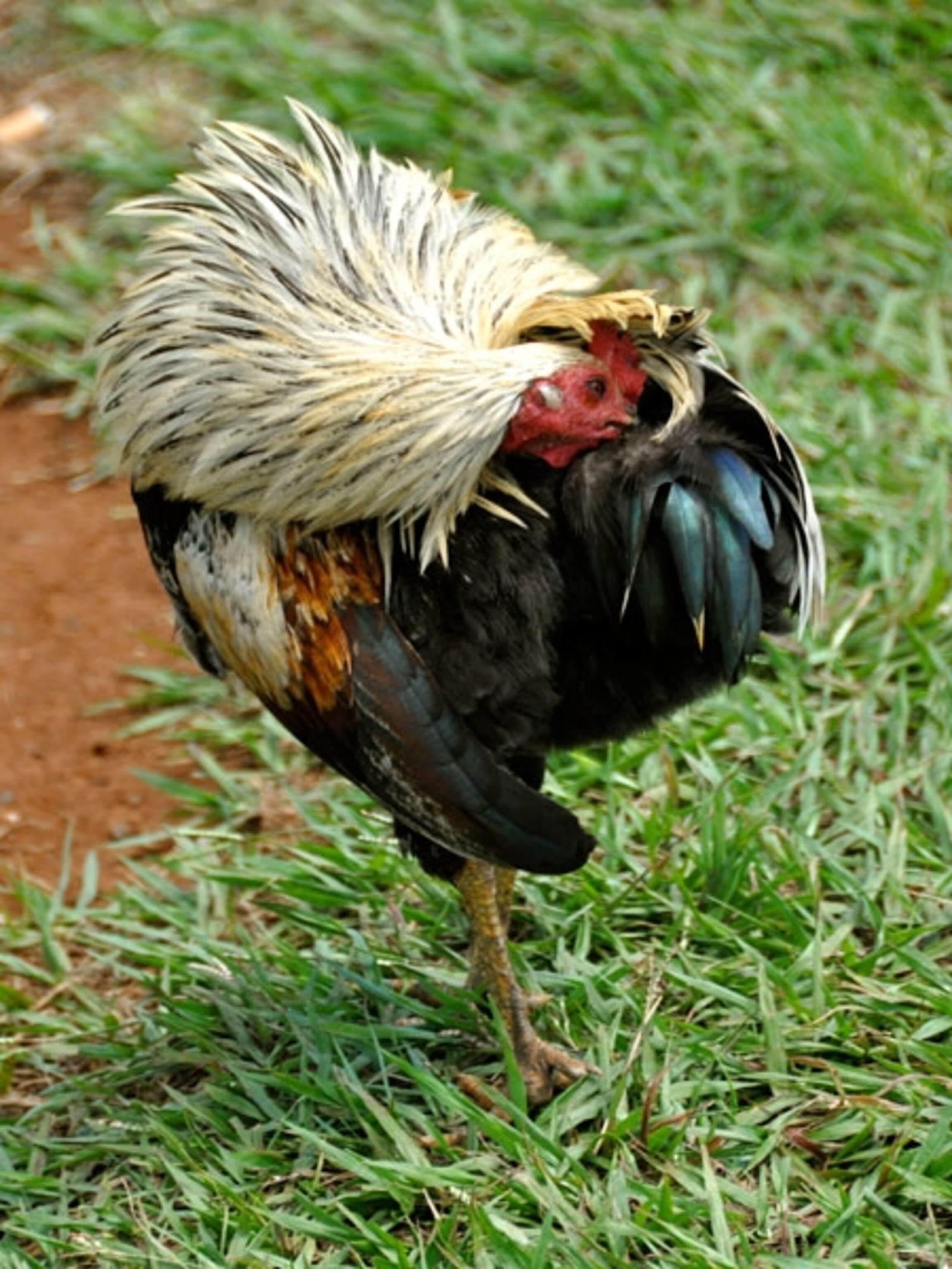 A colorful rooster scratching