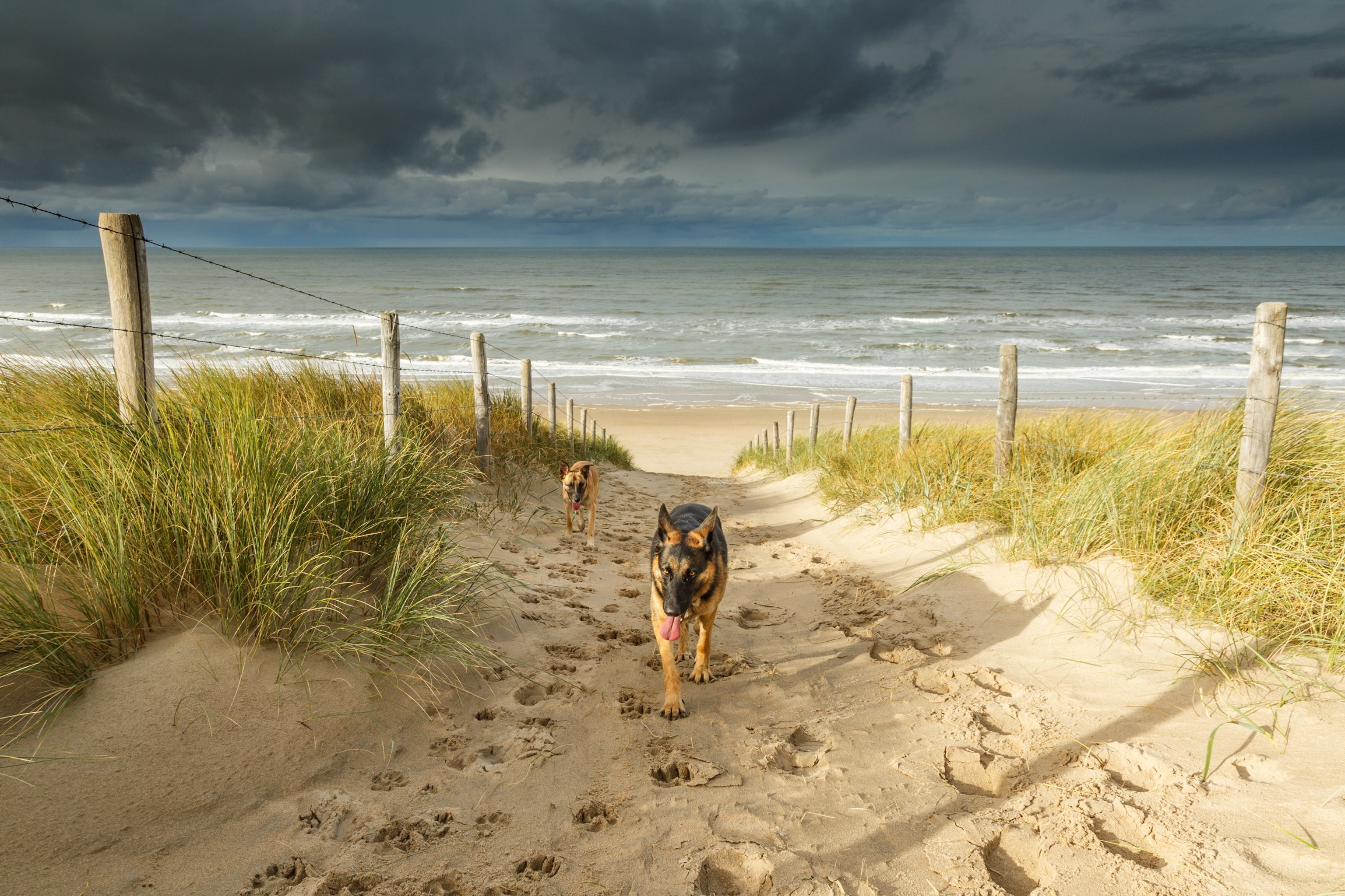 two dogs walking up from Noordwijk Beach in the Netherlands