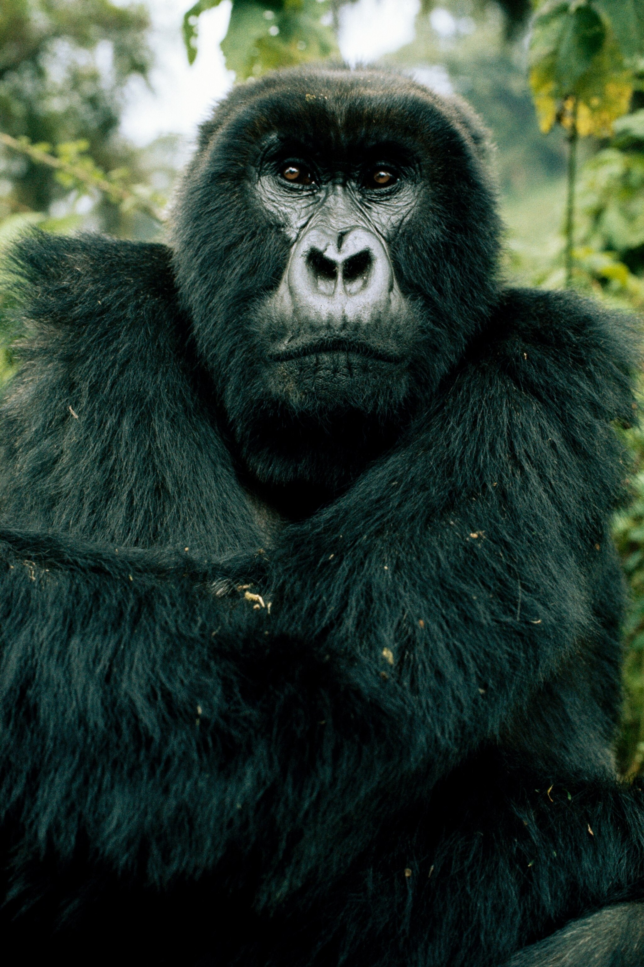 Digit, a male gorilla who was killed by poachers while defending his family