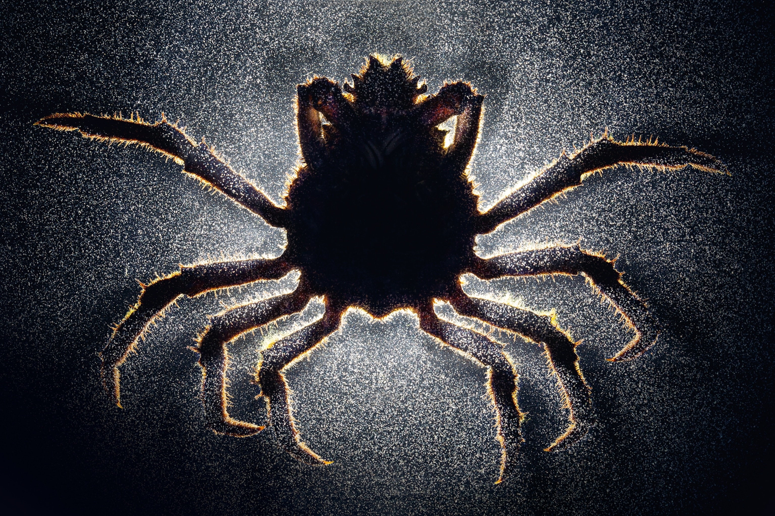 a male sheep crab infected by a parasitic barnacle