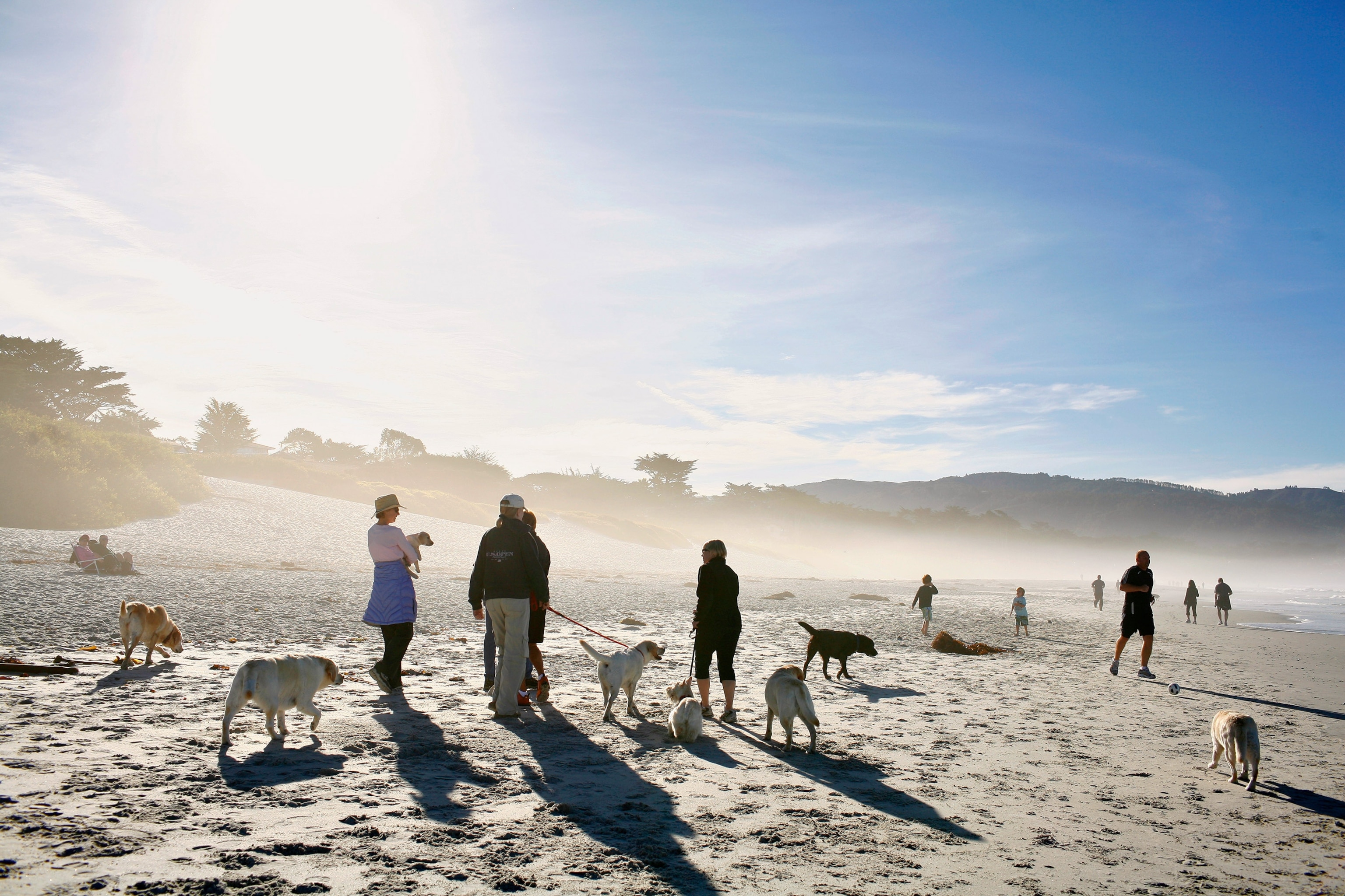 people and dogs on Carmel City Beach in Carmel, California