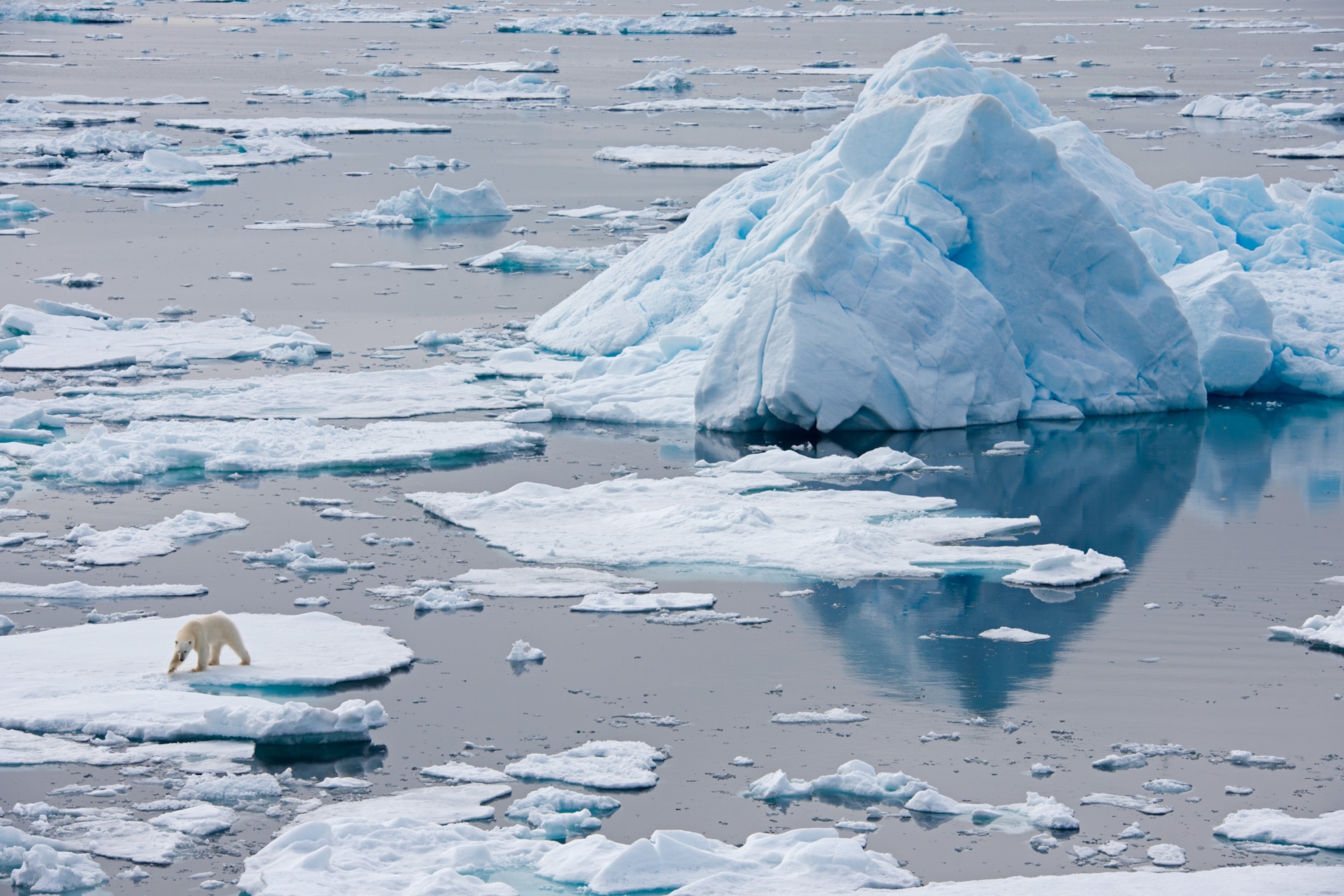 a polar bear riding a summer sea-ice raft off Norway's Svalbard archipelago