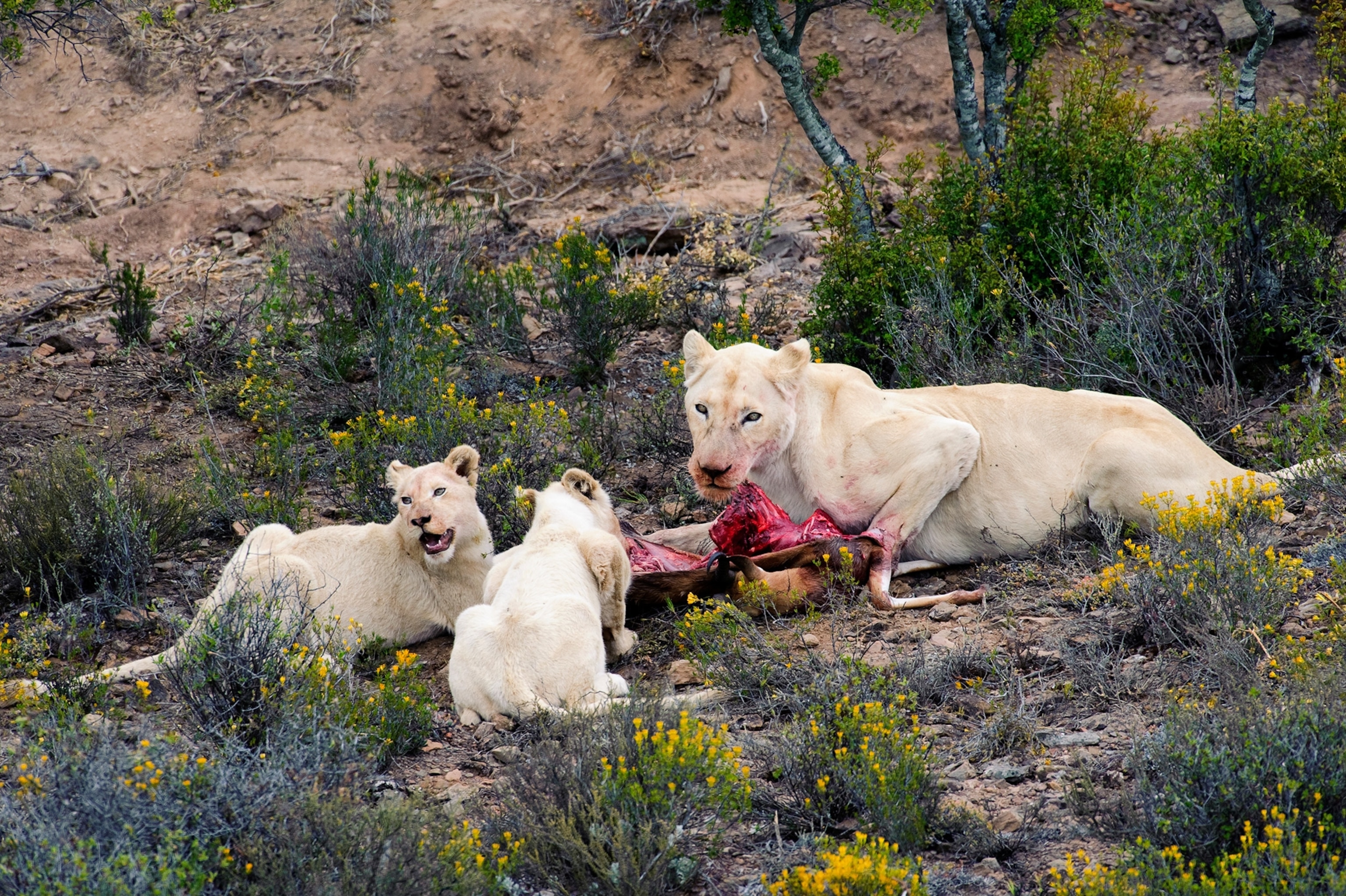 white lions feeding on a gazelle in South Africa's Sanbona Wildlife Reserve