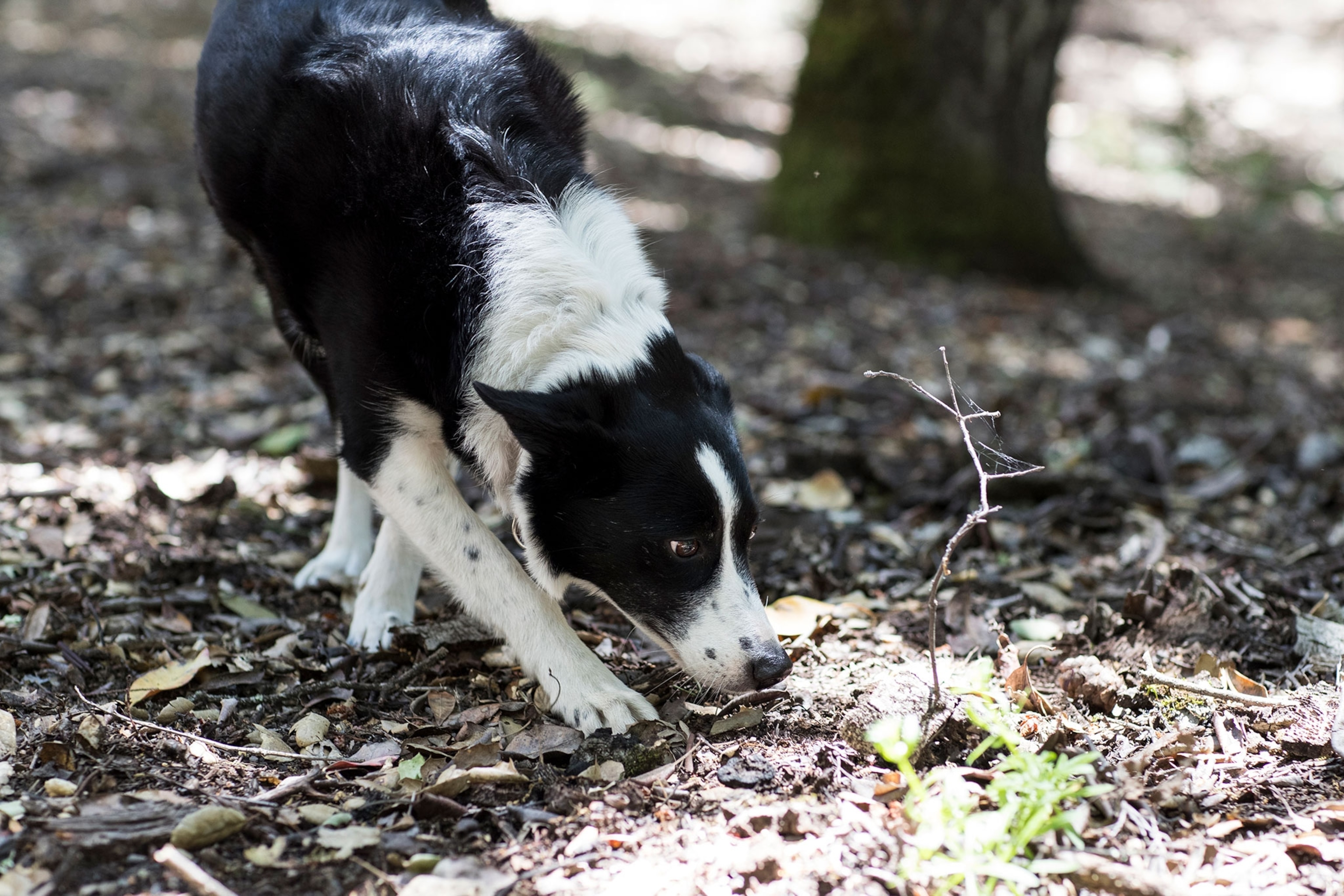 piper, a border collie trained as a Historic Human Remains Detection canine