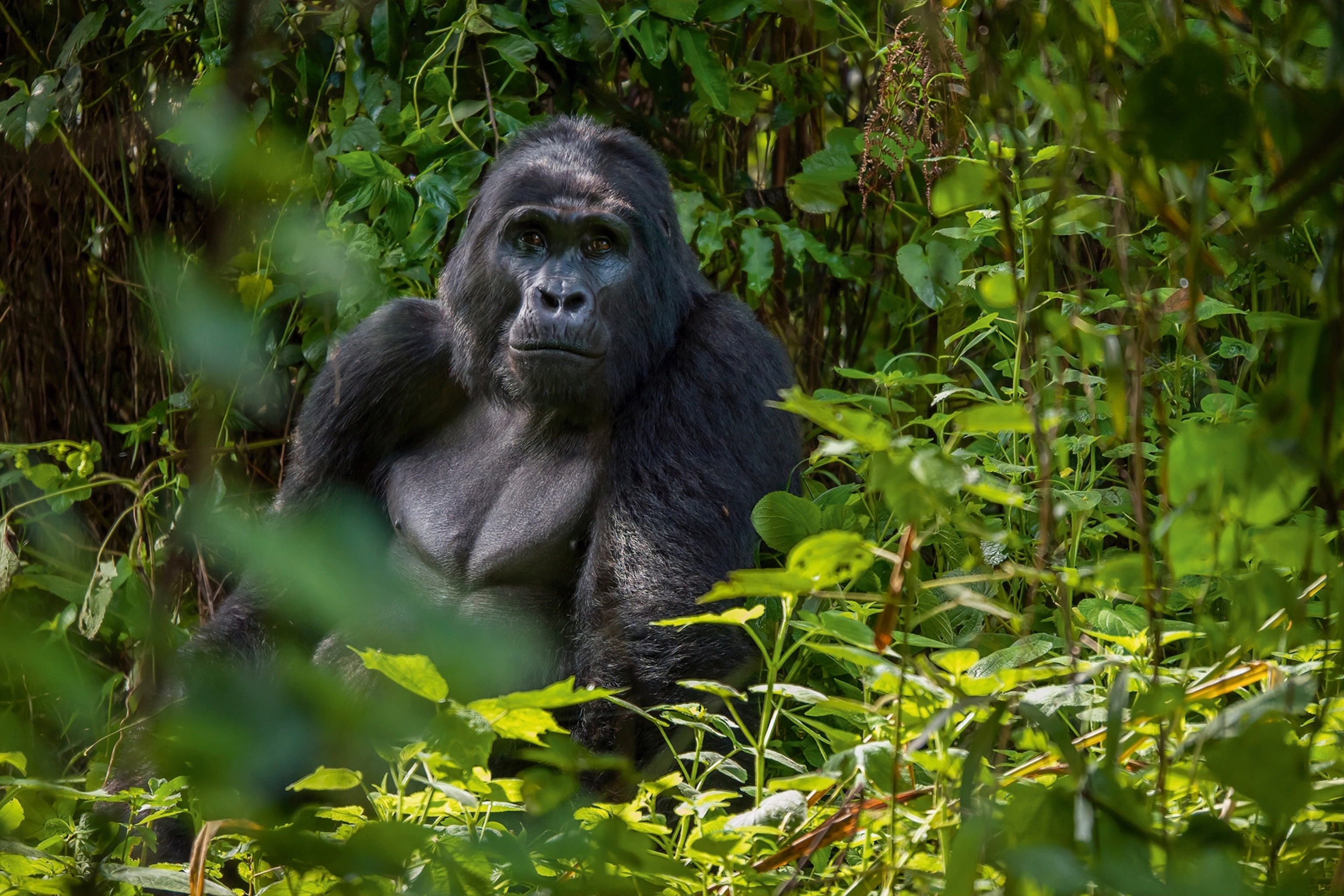 A silverback mountain gorilla looking right at the camera.