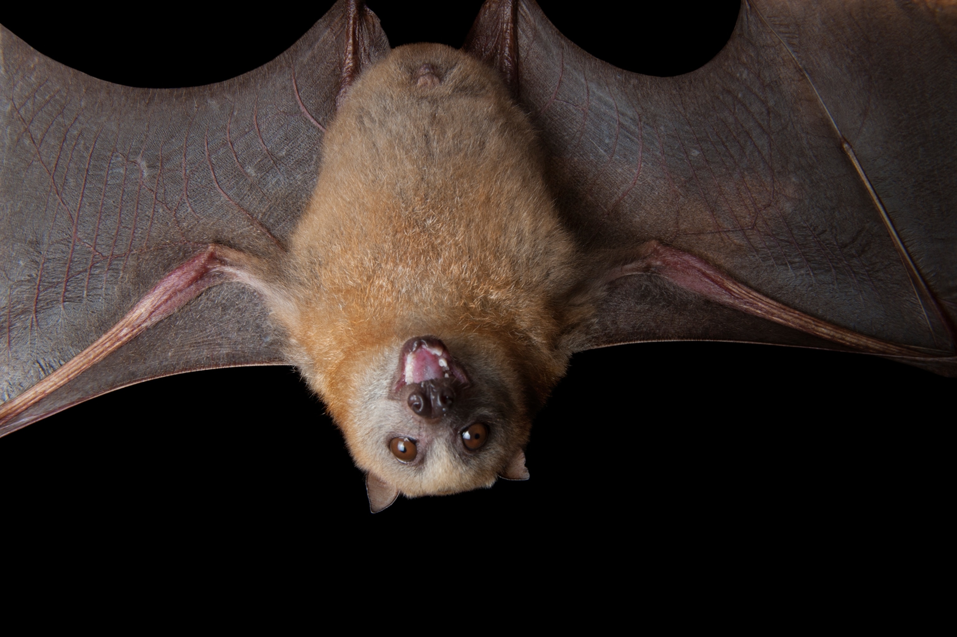 golden-mantled flying fox