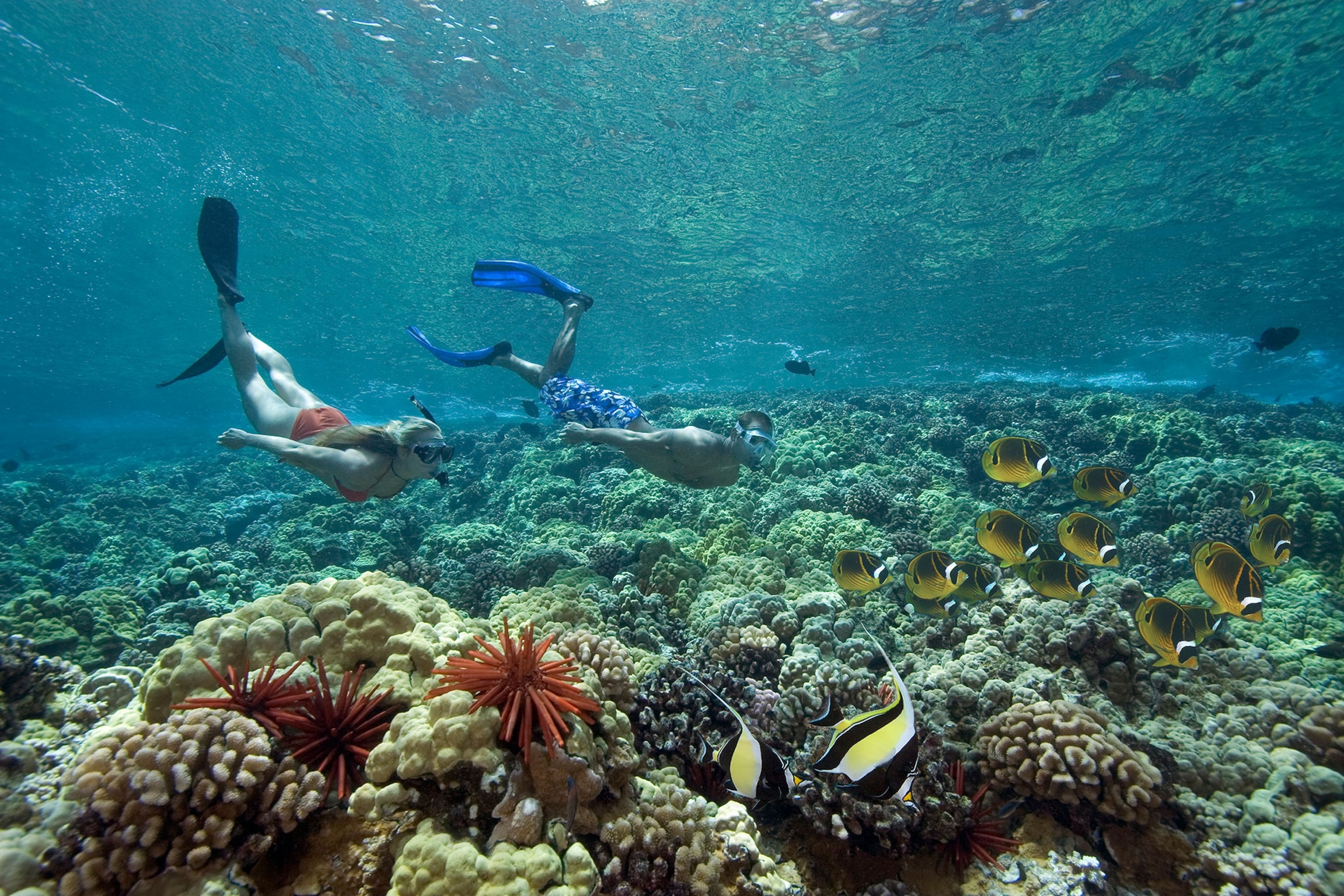 swimmers by coral reef