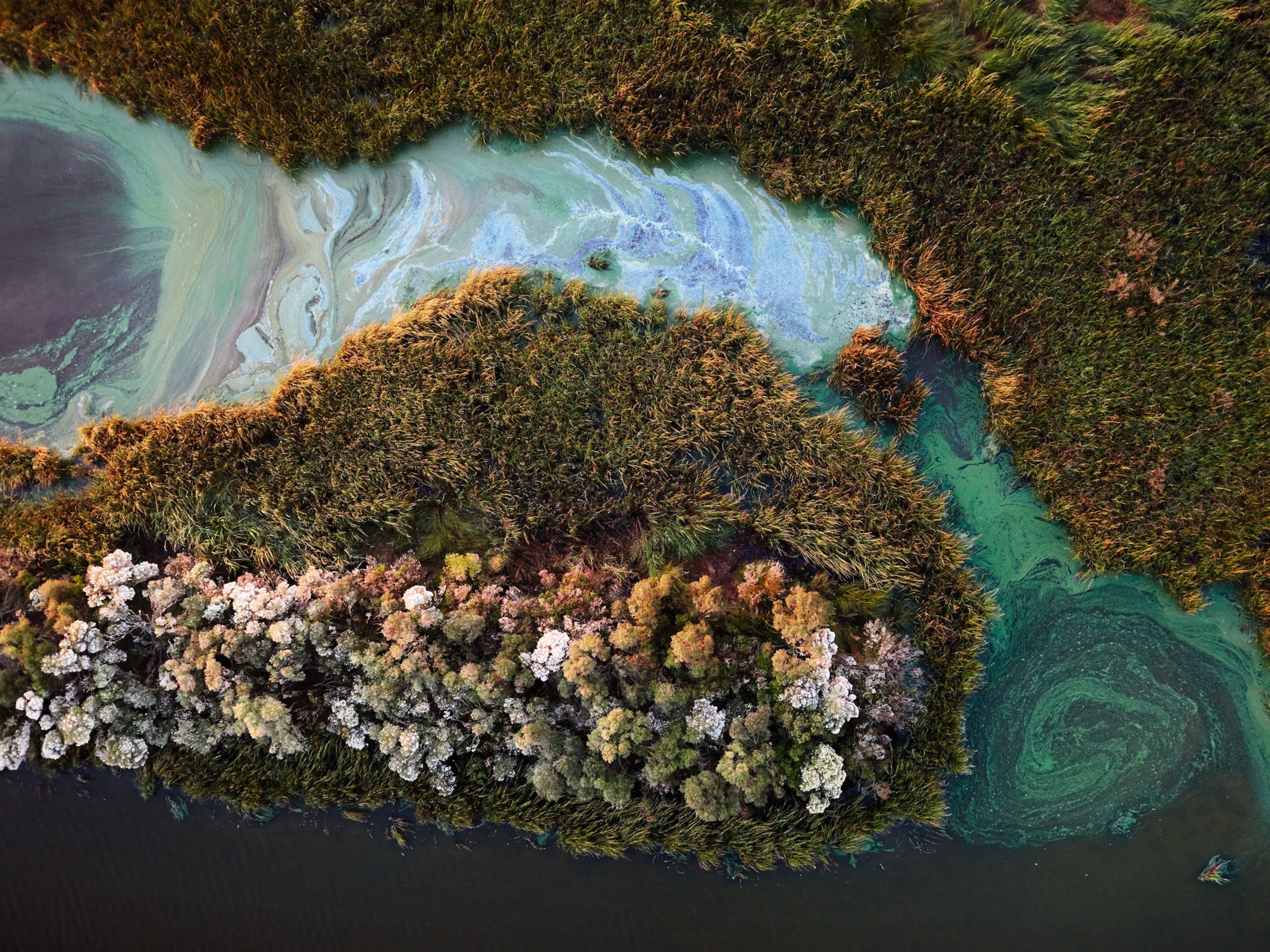 Algae in wetlands near Montegut, Louisiana