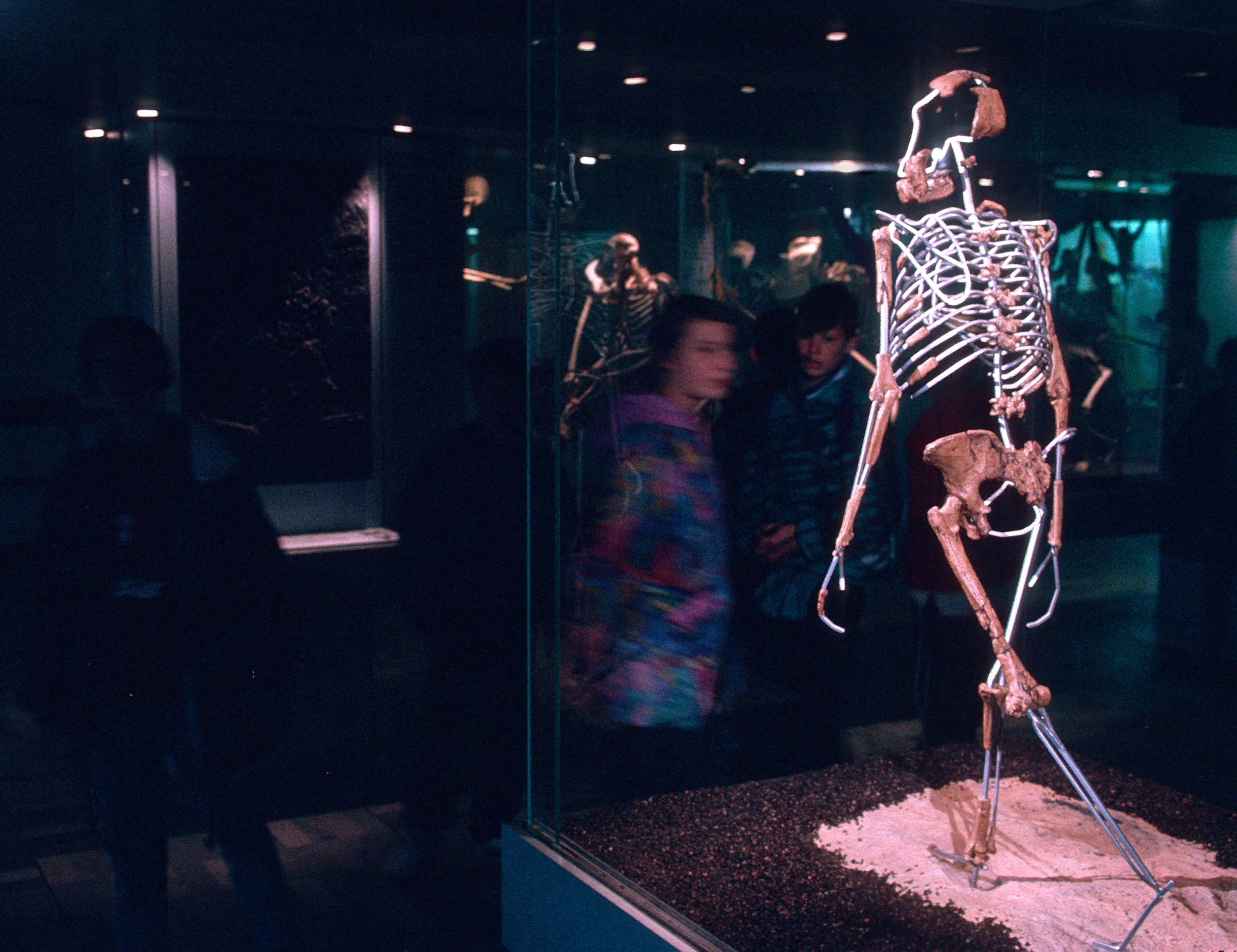 Visitors standing before a short, skeletal reconstruction of "Lucy"