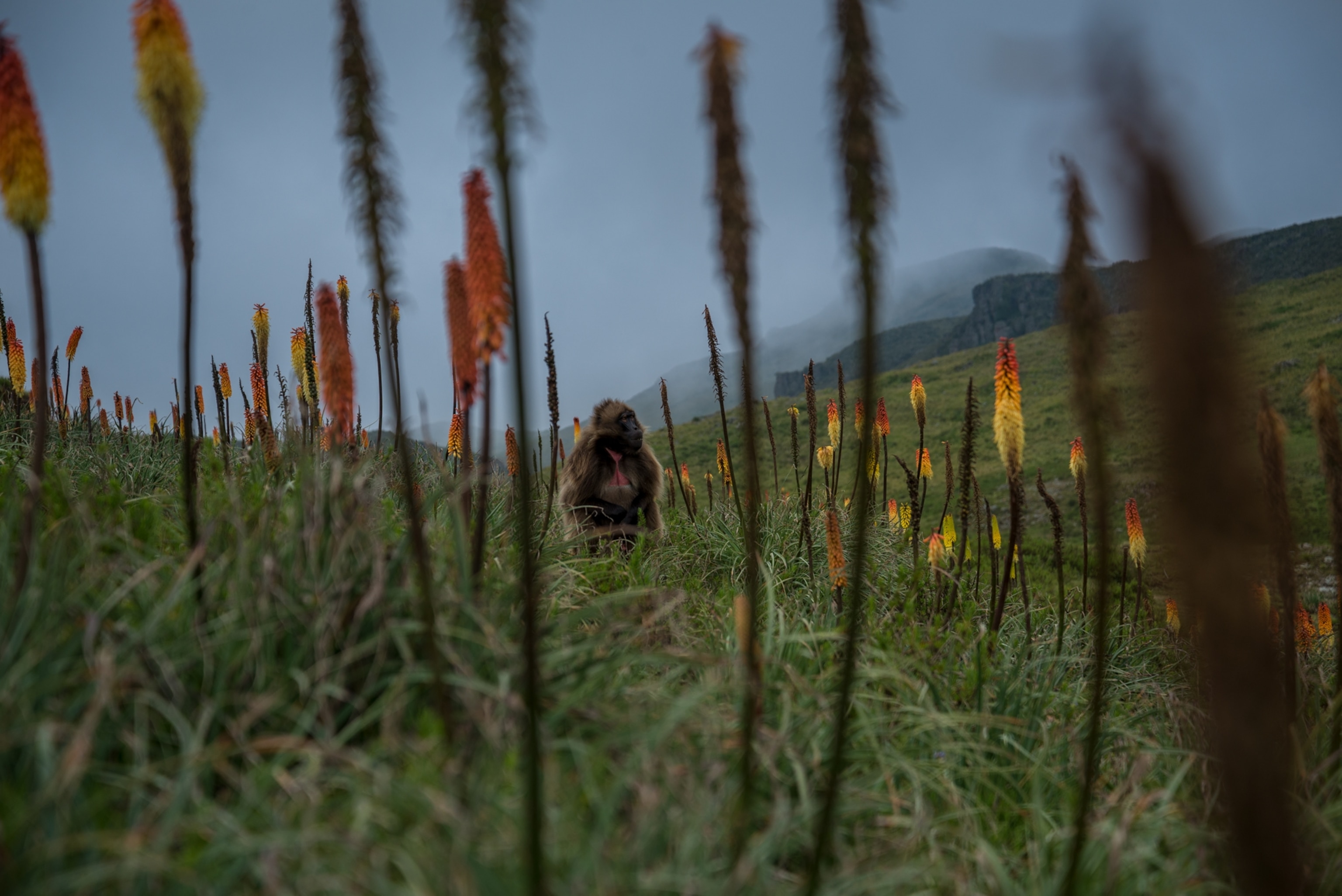 a male gelada walking through torch lilies along guassa's alpine slopes on a foggy day