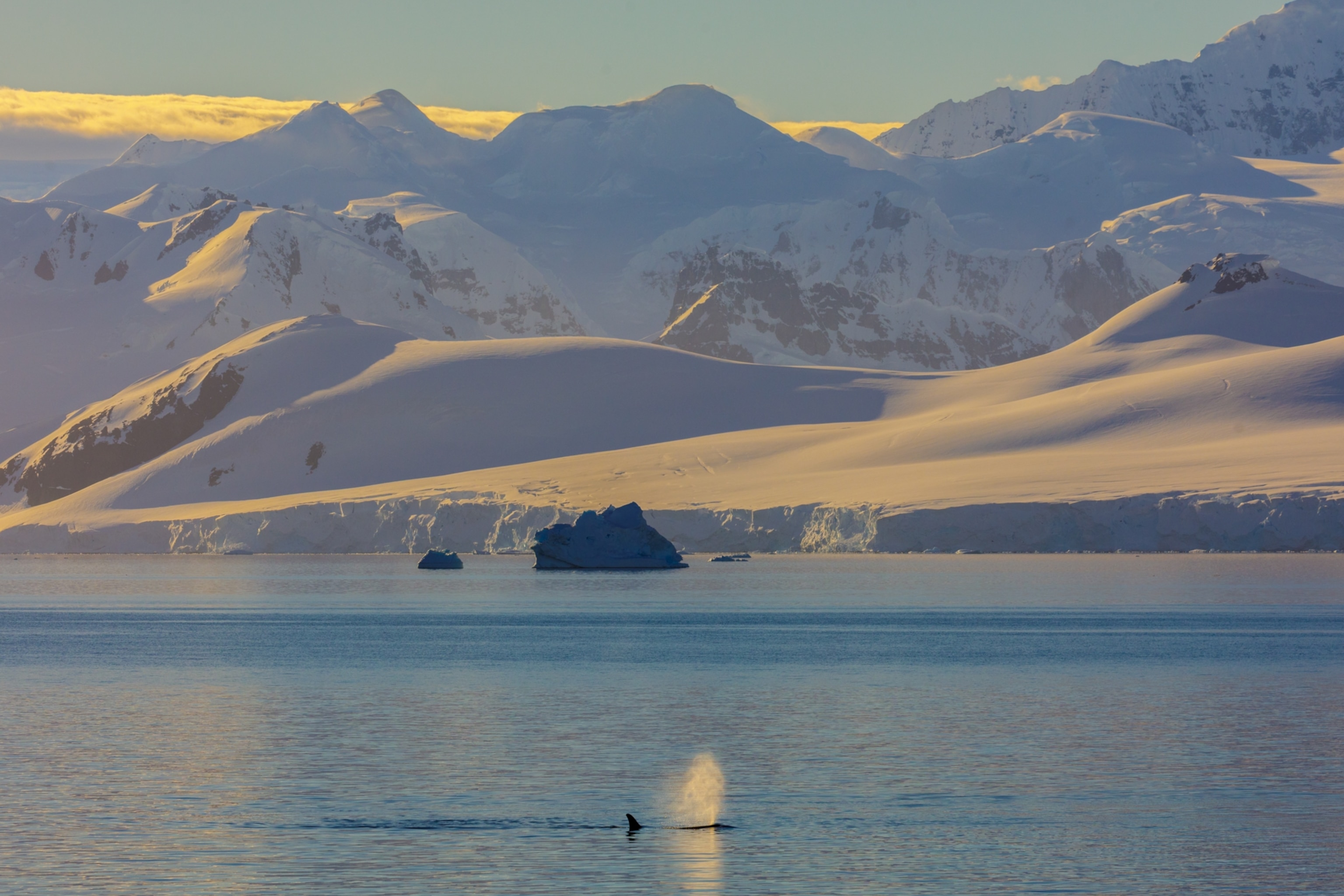 a landscape image of ice covered mountains with a spout of a whale in the water in front of the mountains
