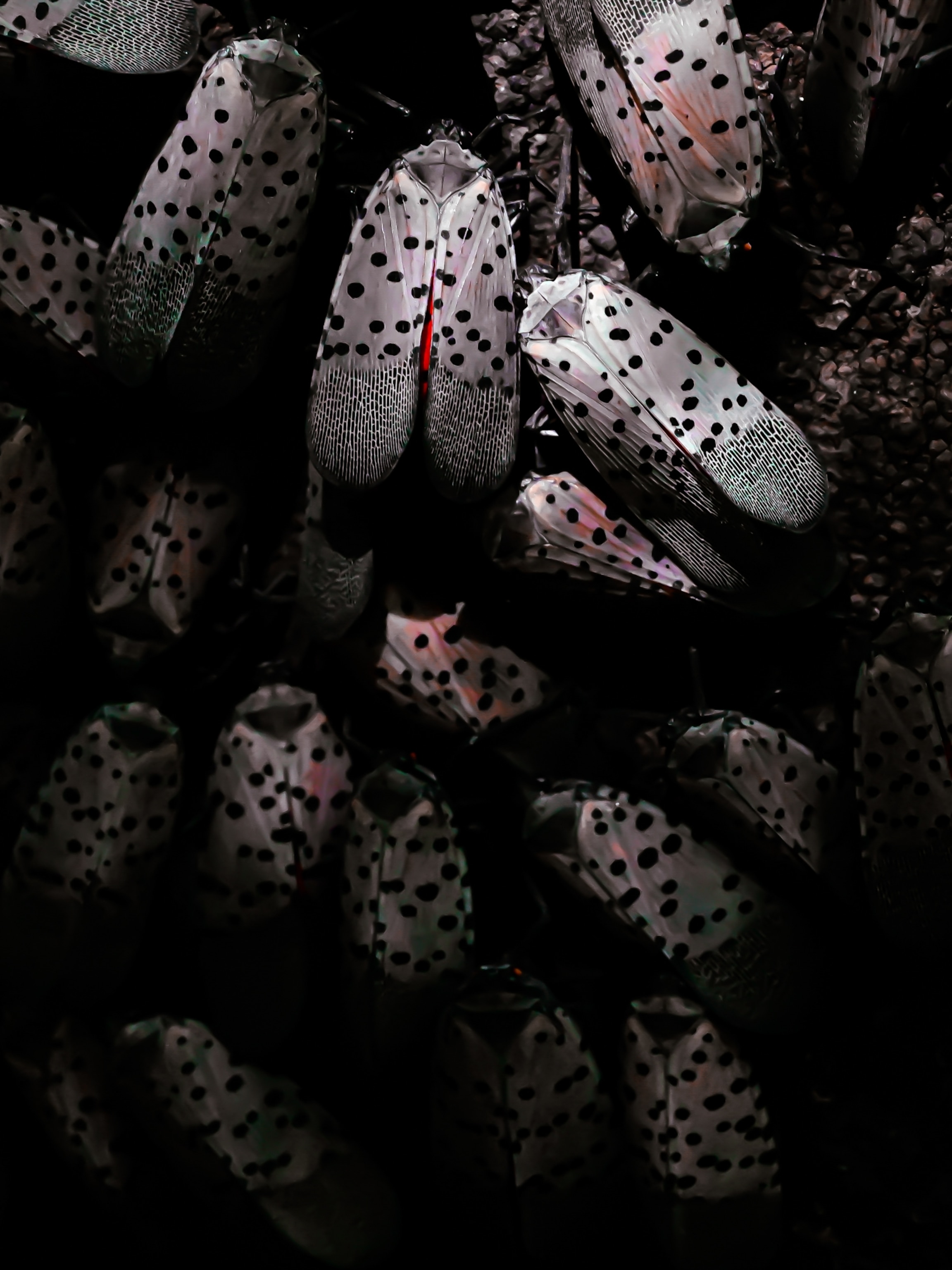 Dozens of spotted lanternslies, their pale wings dotted with black spots are folded as the flies feed and rest on the tree.
