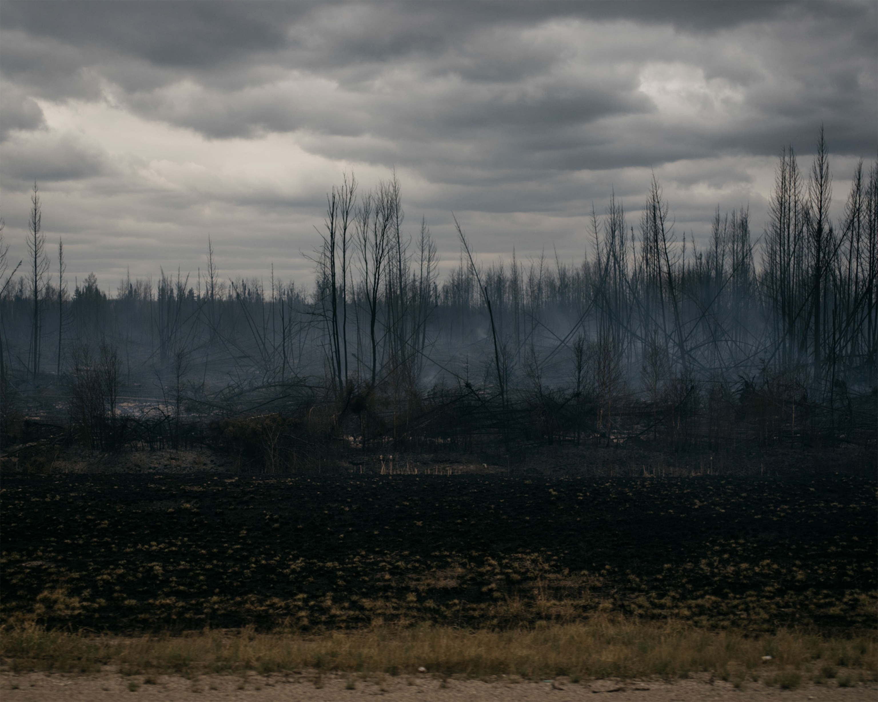 a burnt forest in Alberta, Canada