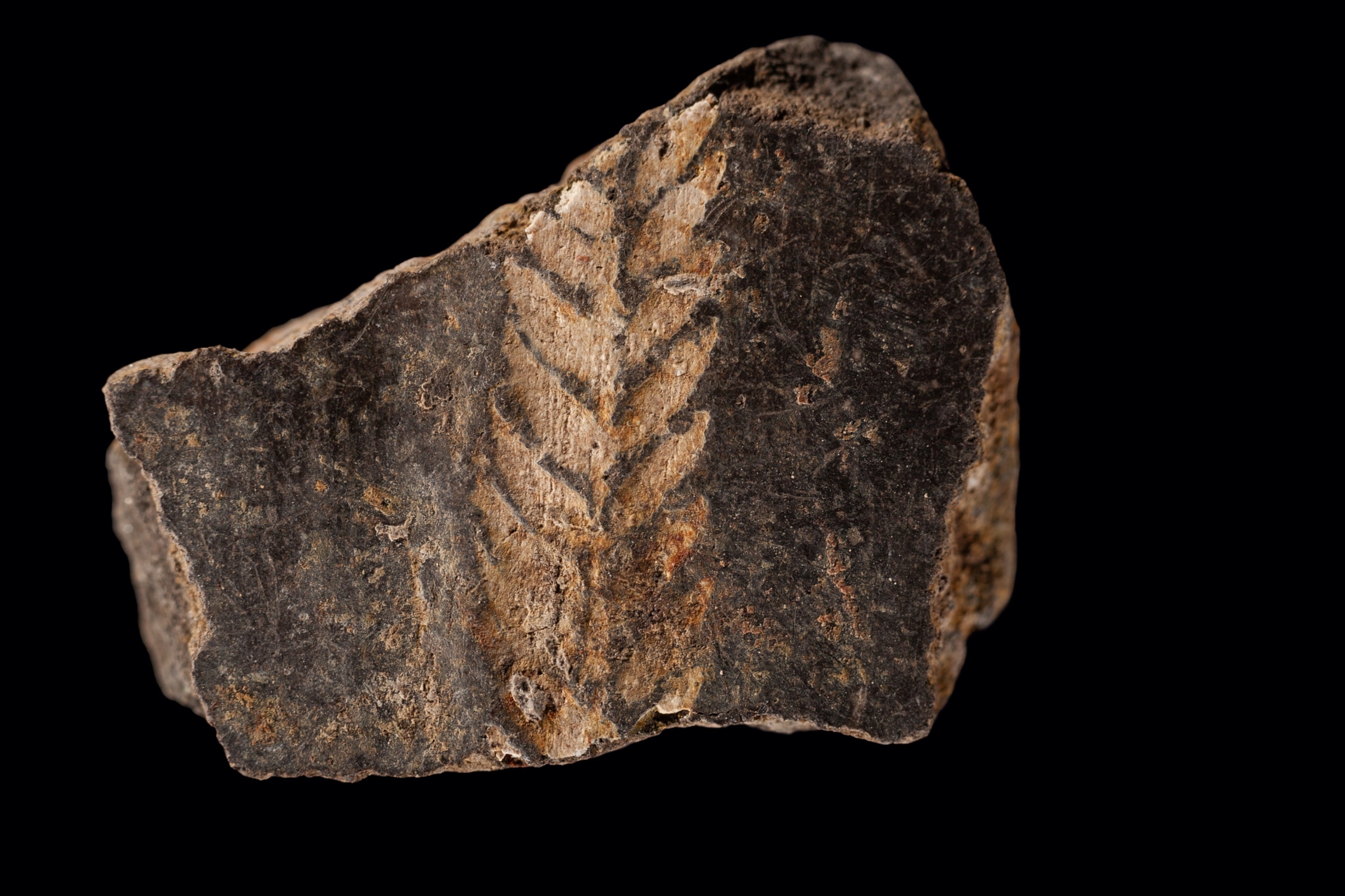 a ceramic sherd bearing an image of wheat.