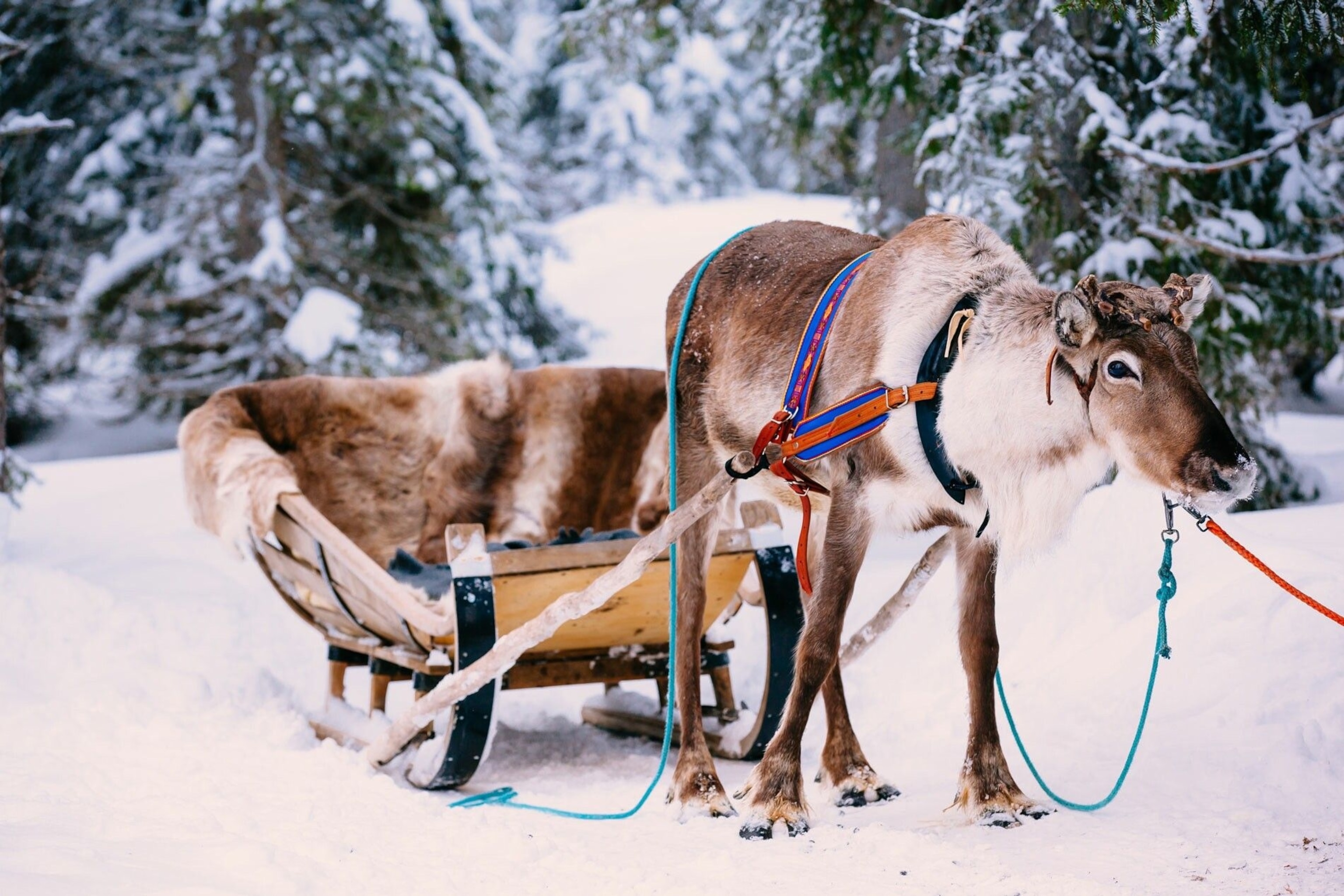A reindeer pulling a sleigh.