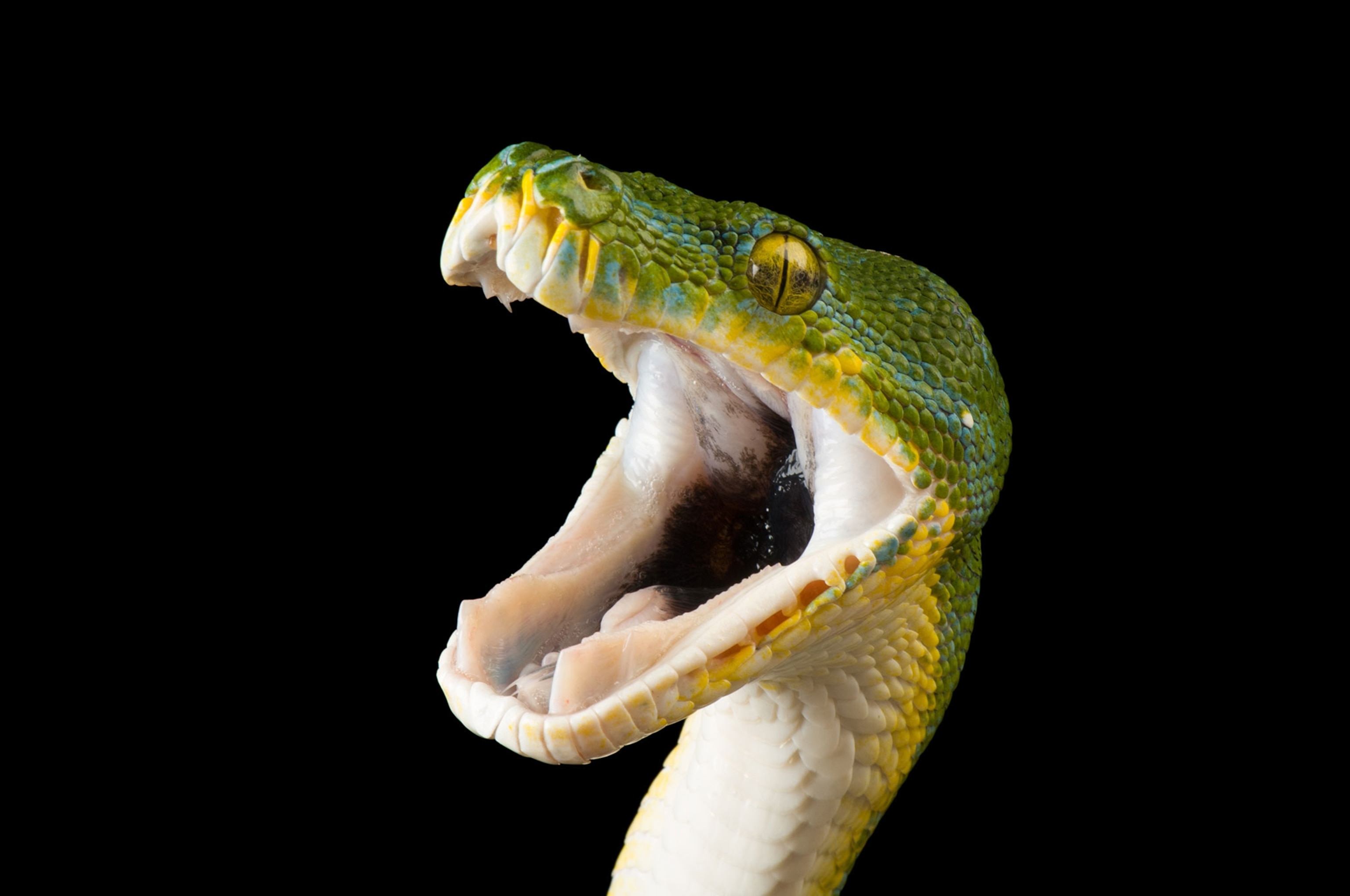 snake