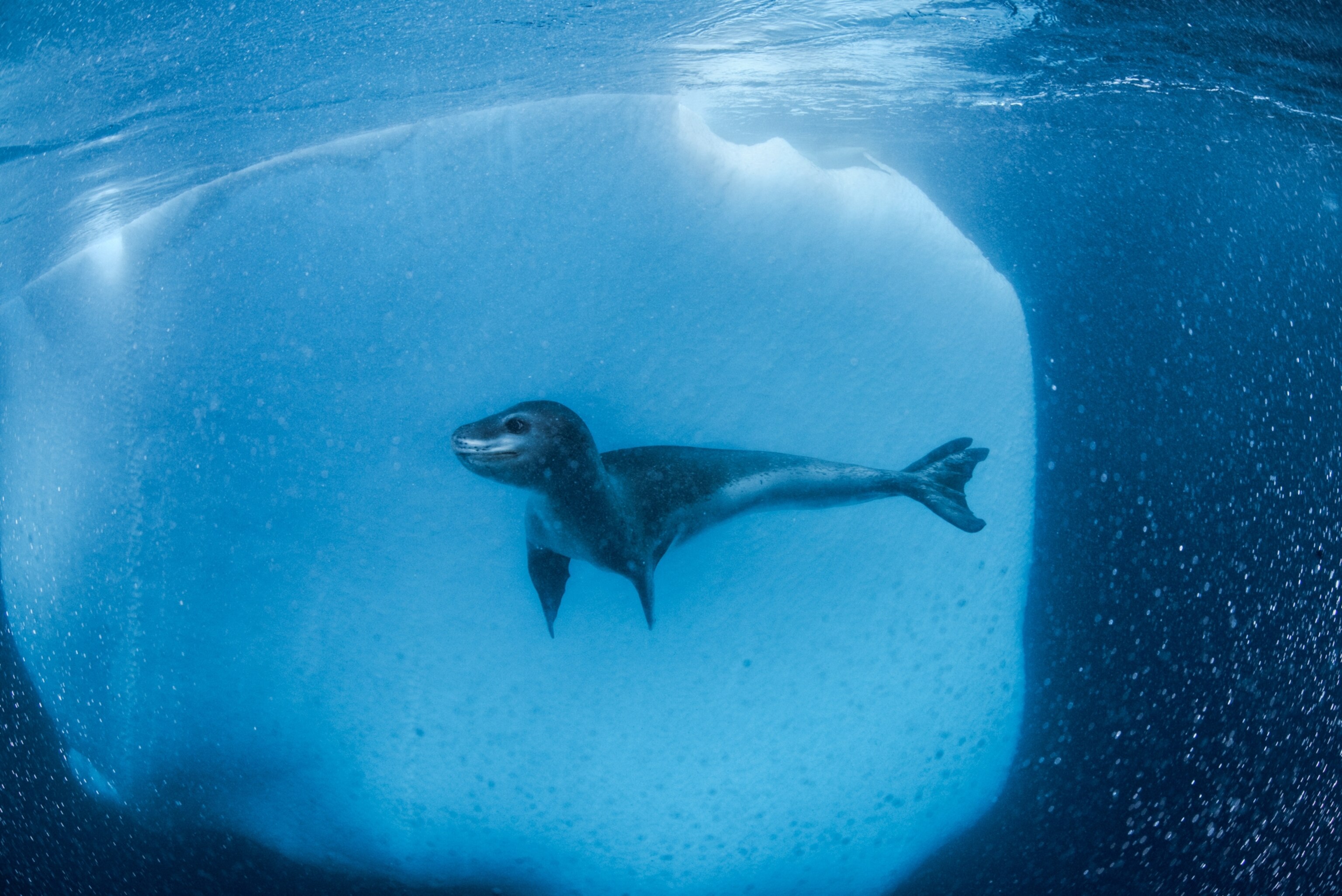 a single leopard seal underwater in front of an iceberg