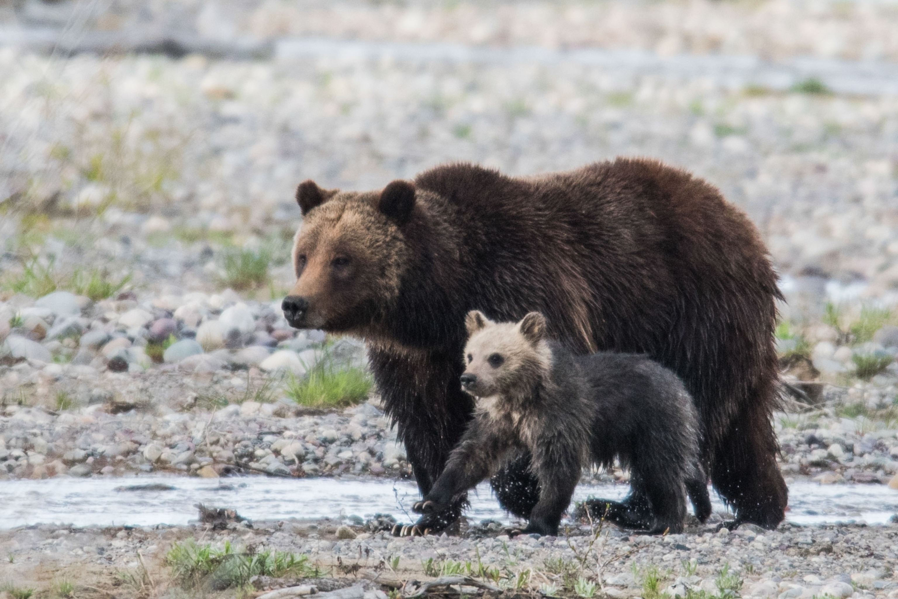 bears
