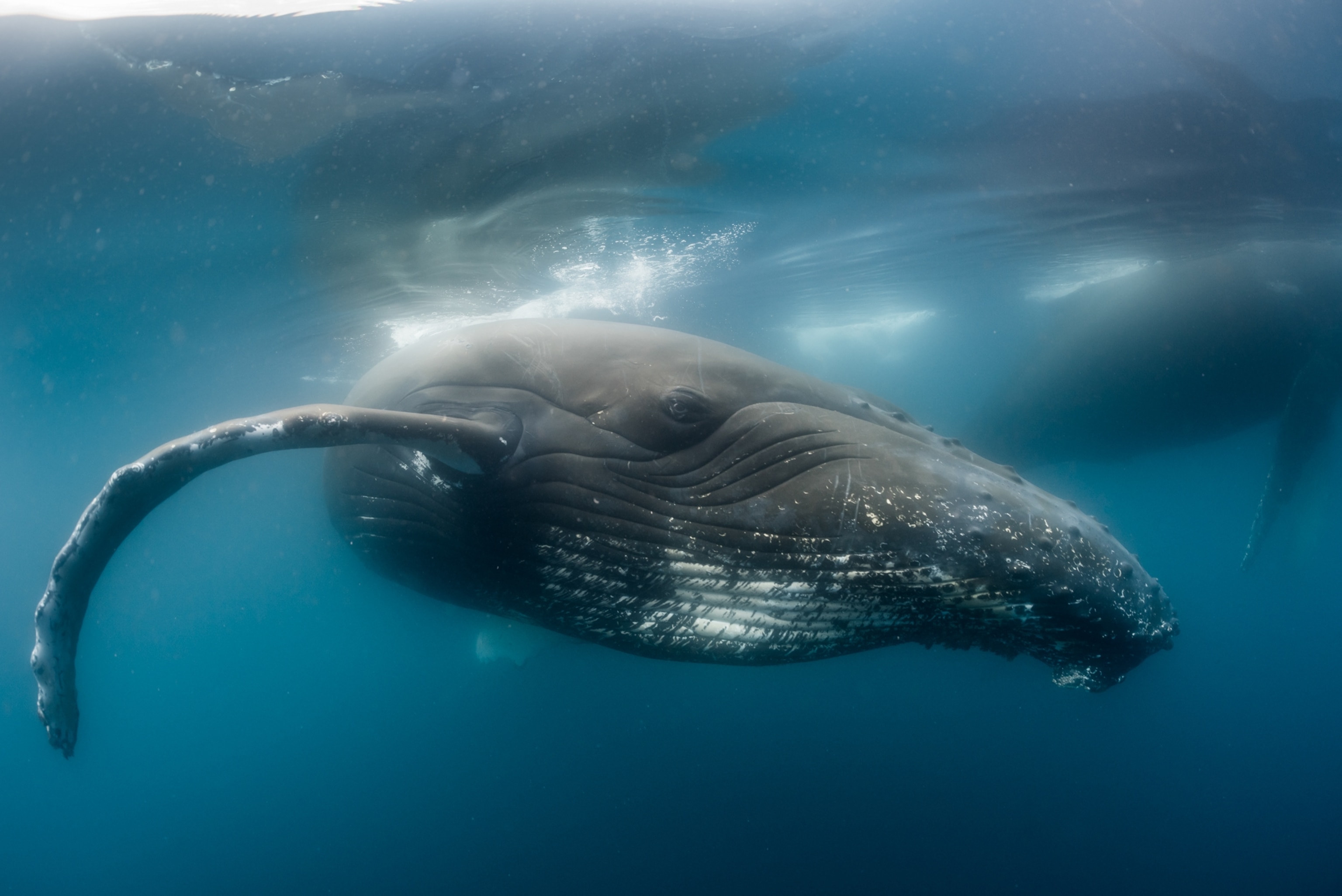 A humpback whale swimming beneath the surface of Antarctic waters.
