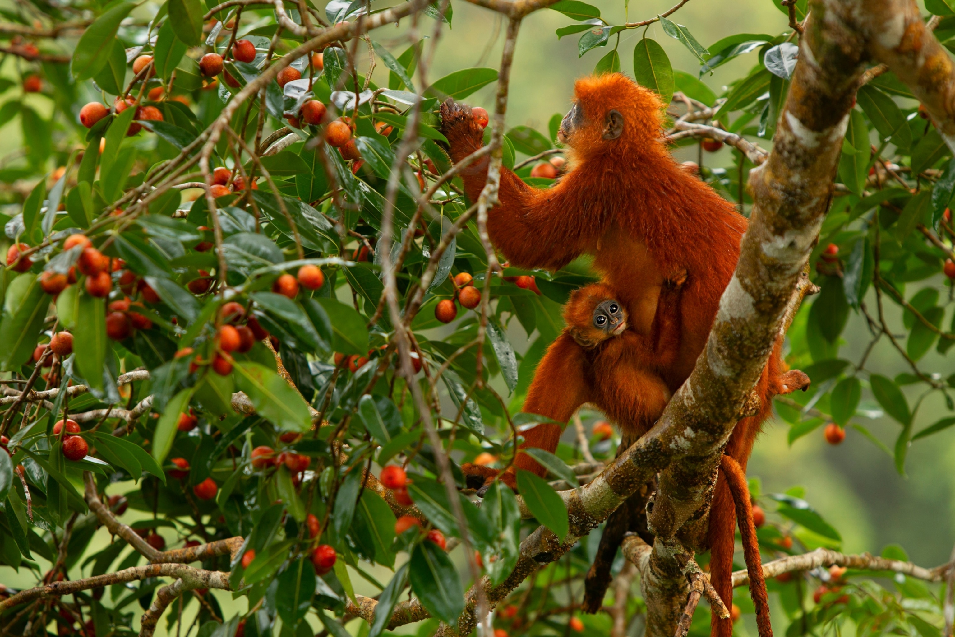 A female, with her infant clinging to her, is balancing on a branch picking figs off a tree.