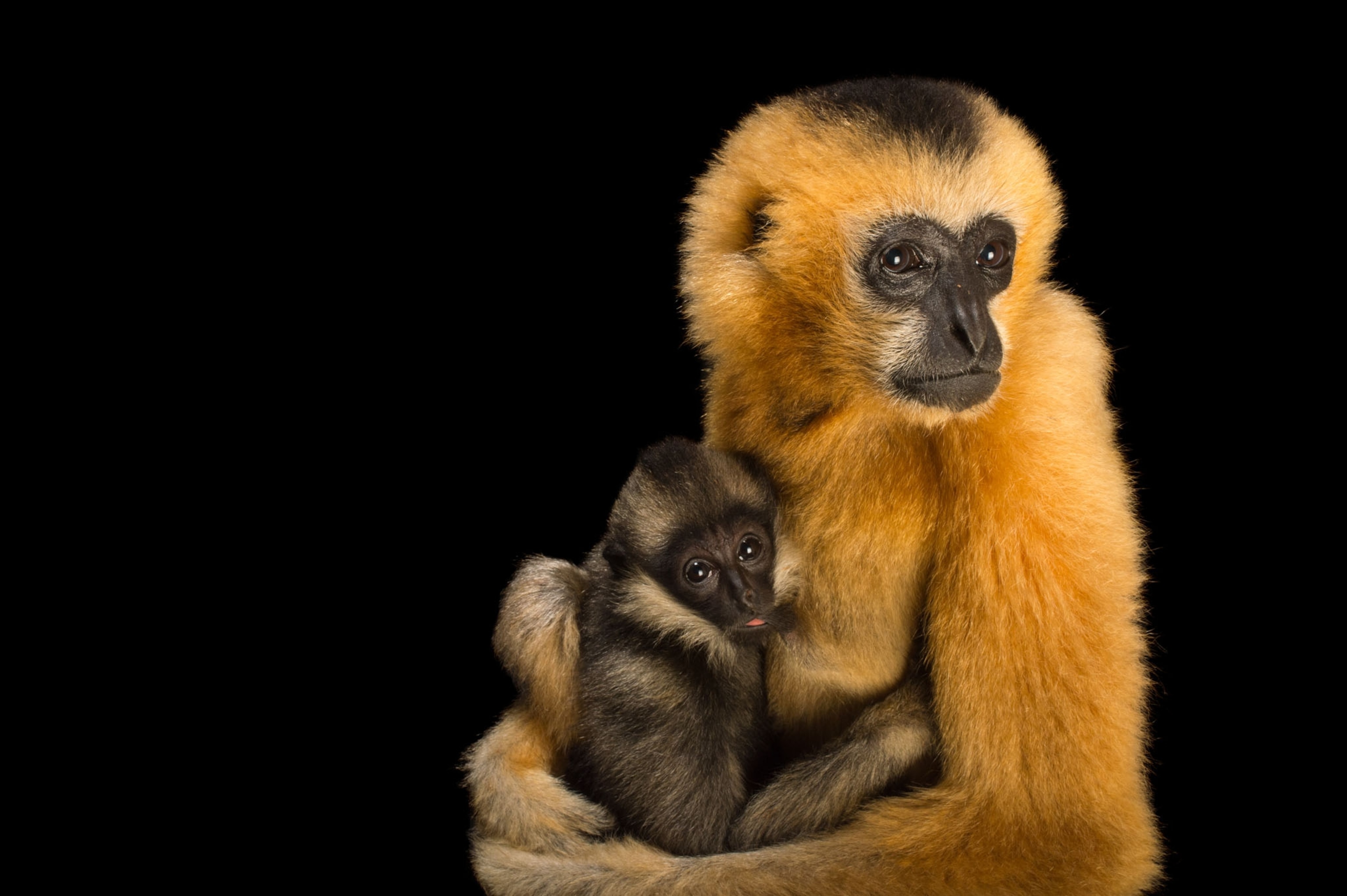 a mother white cheeked gibbon holding her baby