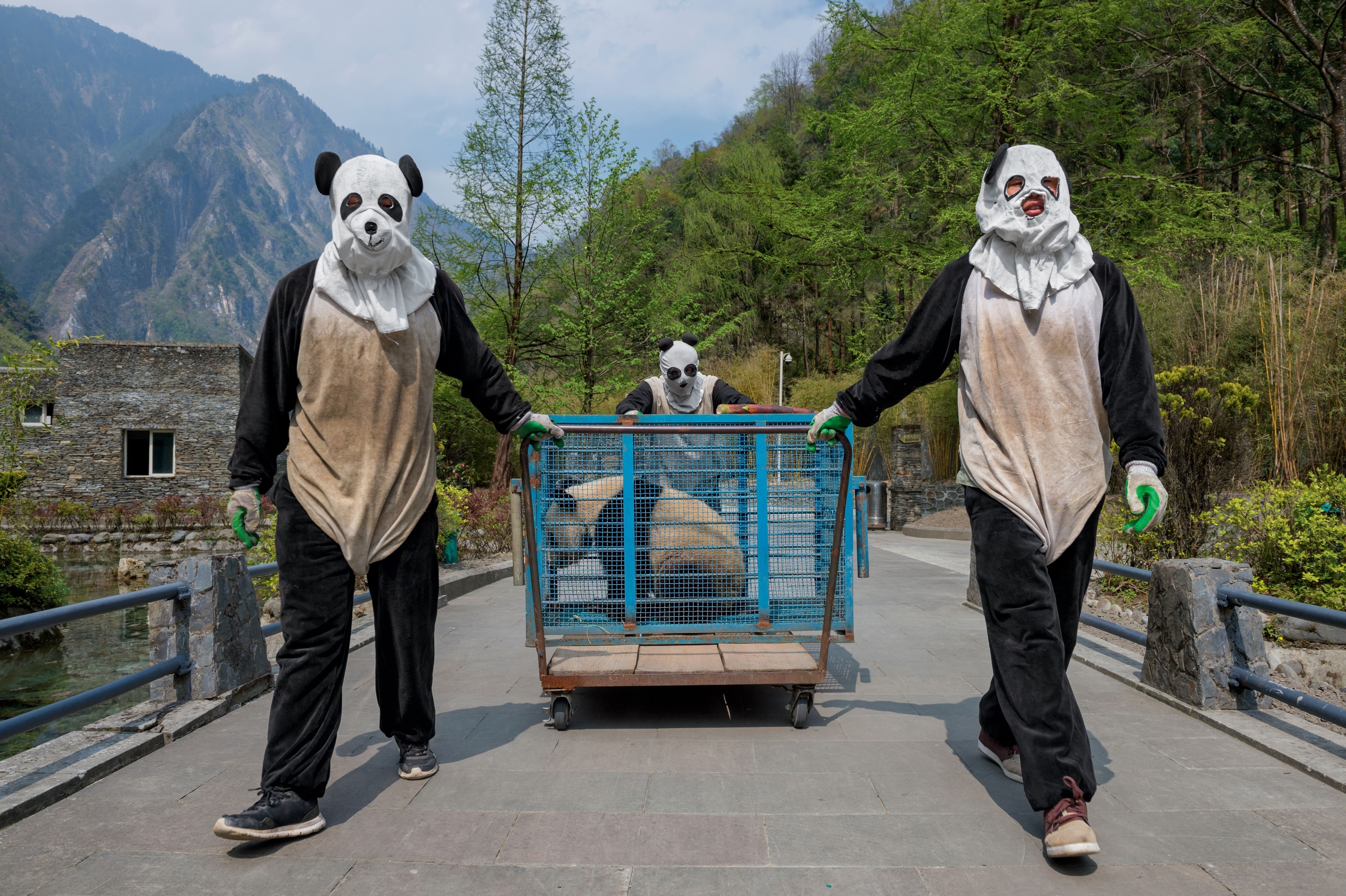 caretakers transporting a panda at Wolong Reserve
