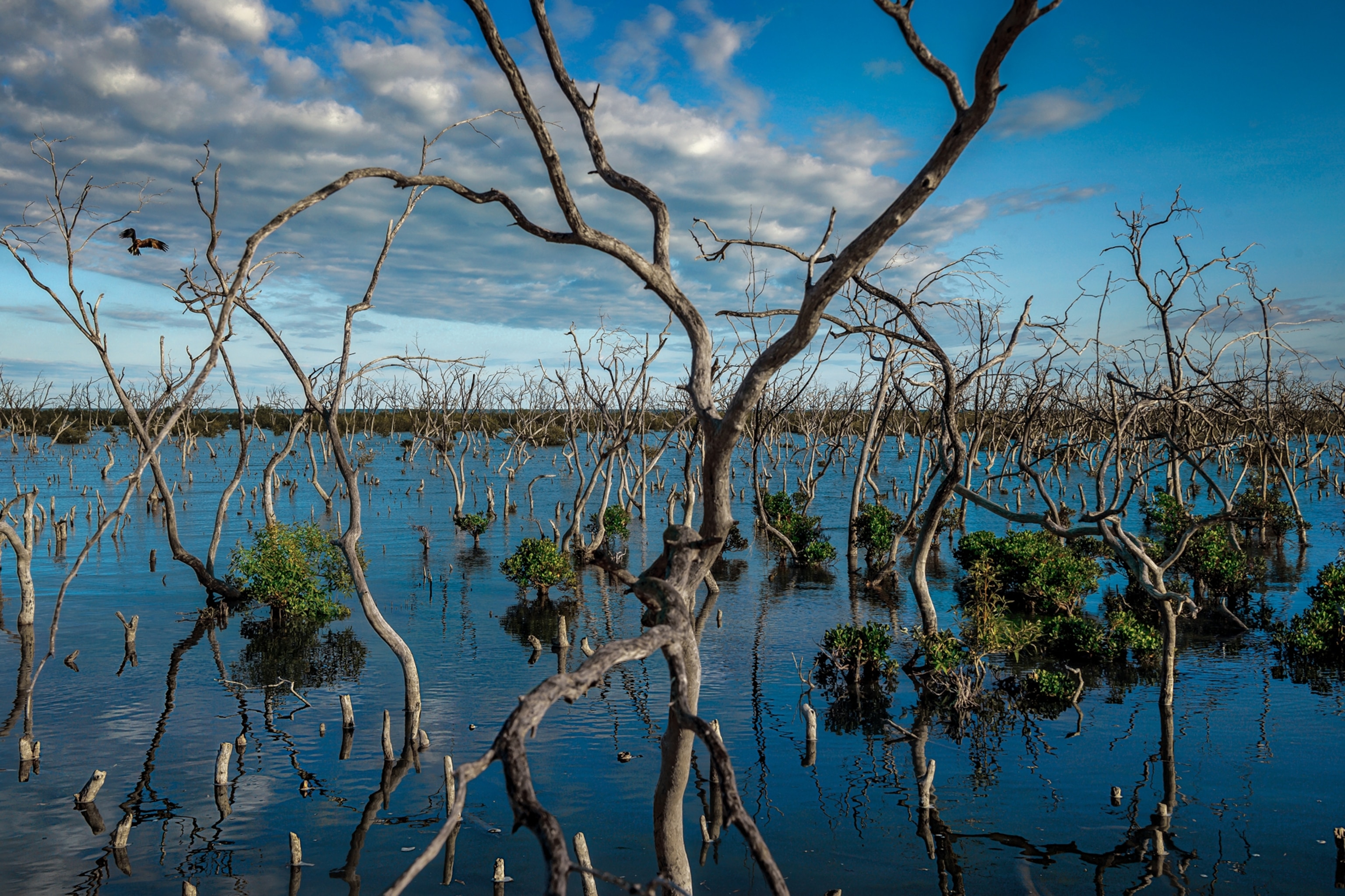 Picture of mangroves forest