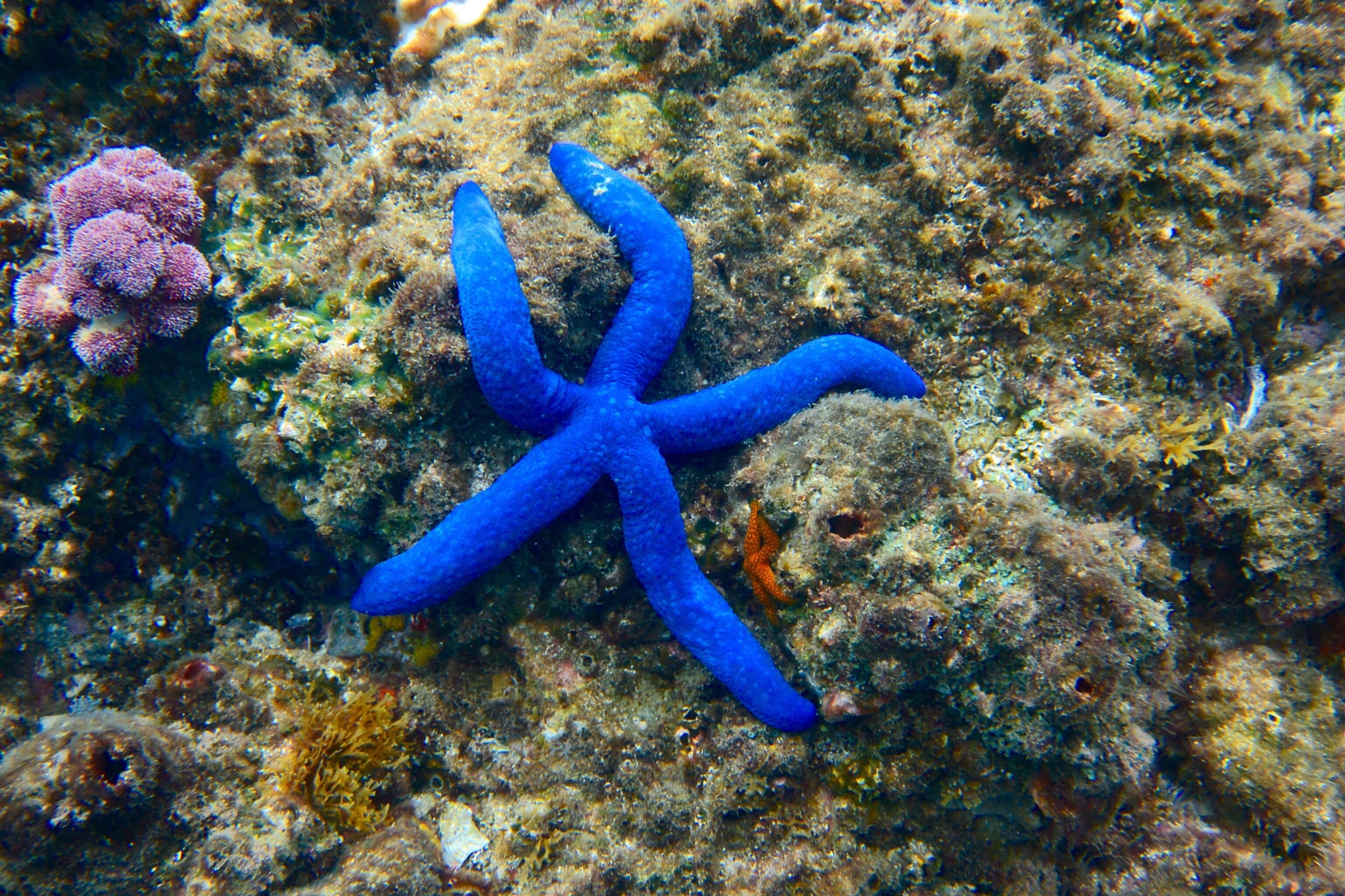 blue star fish on reef in Byron Bay, Australia