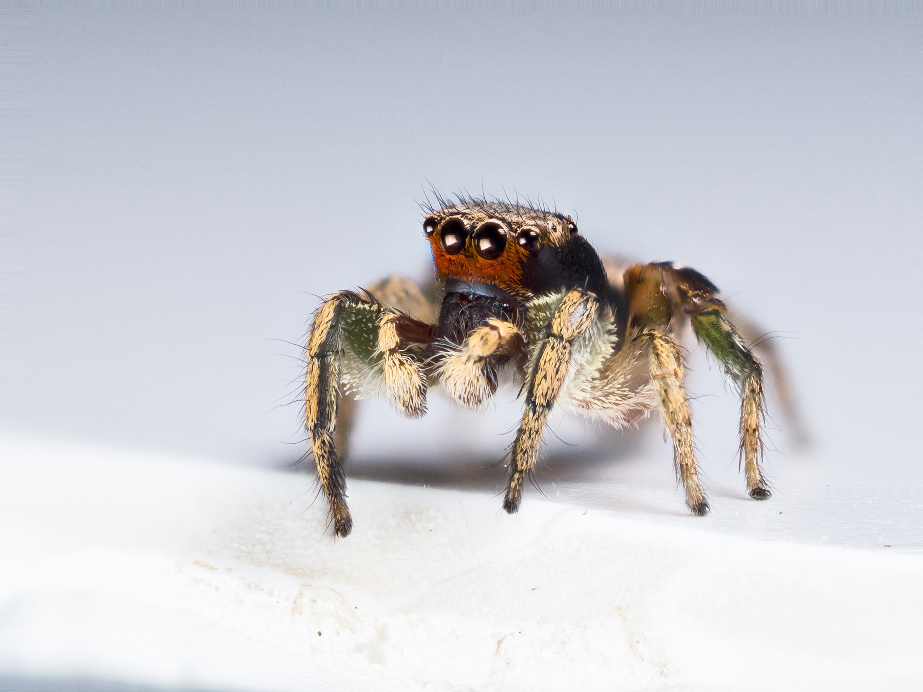 jumping spider