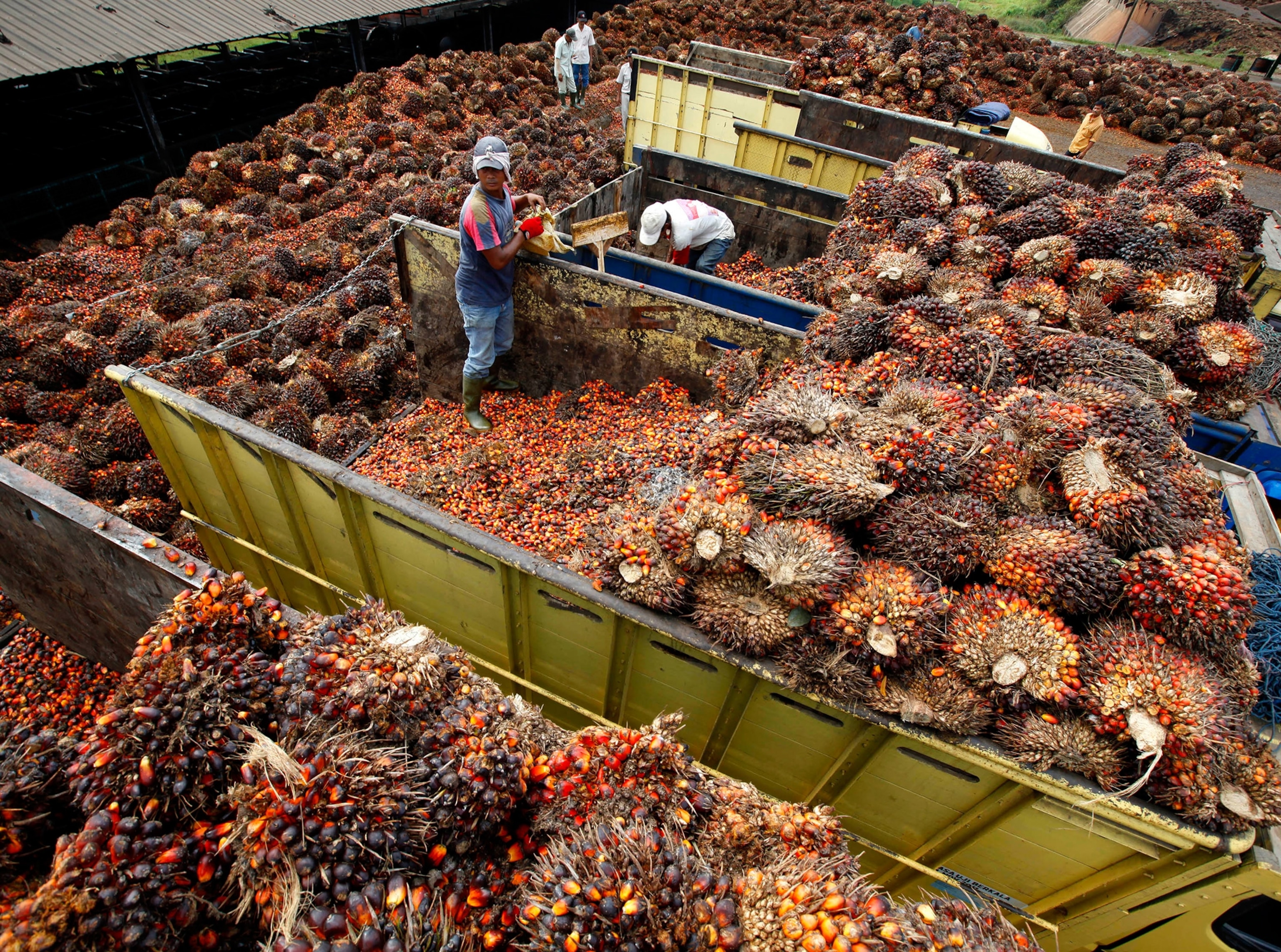 a palm oil worker standing in a container