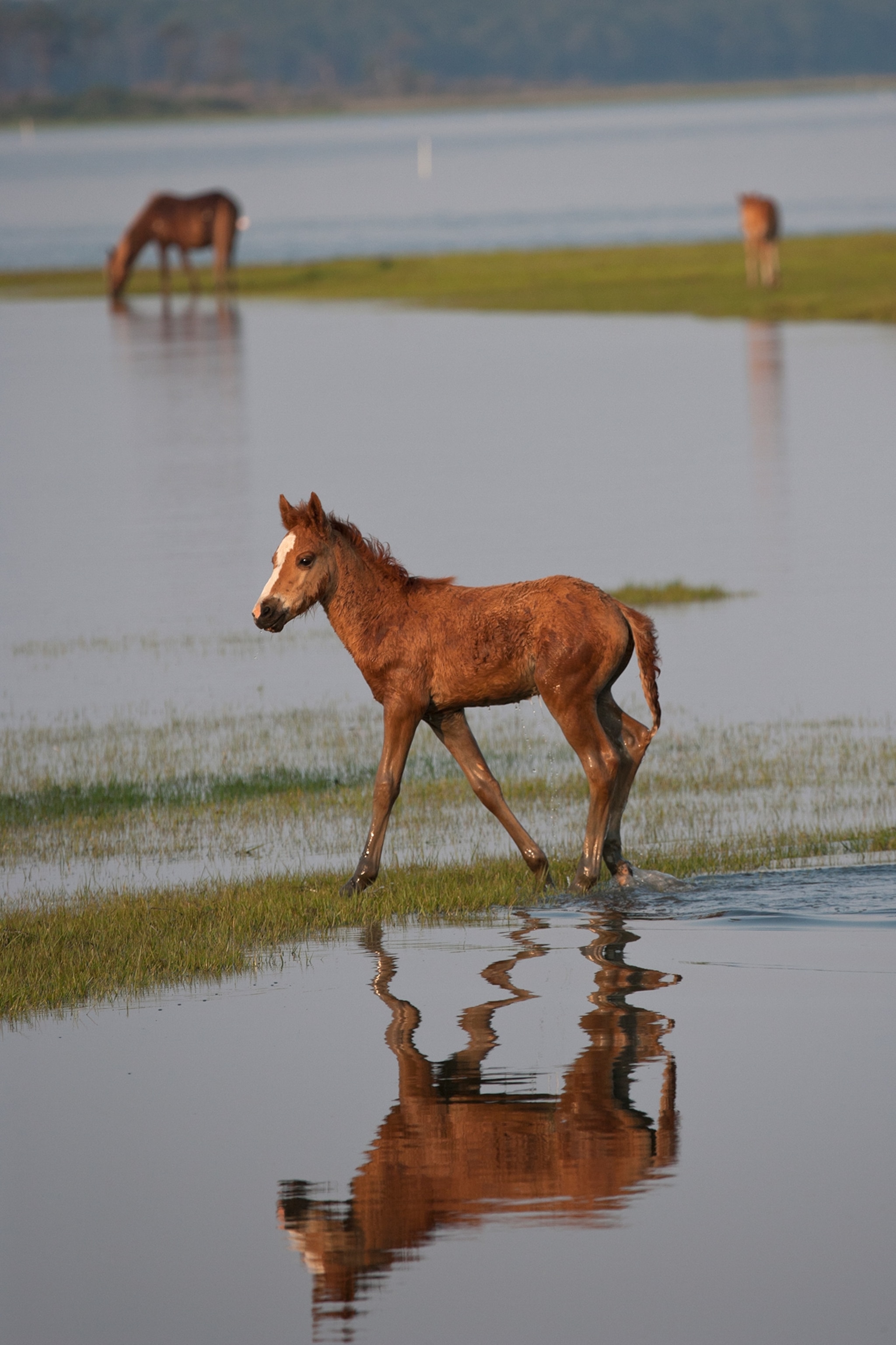 A small horse prances across the water as two larger horses drink water in the distance.
