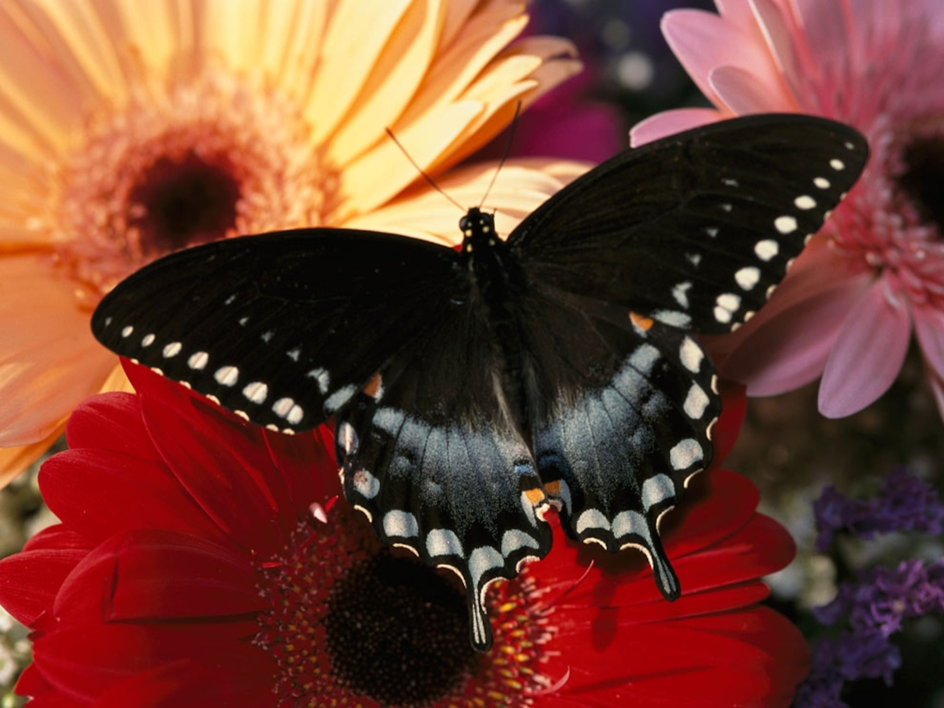 Butterfly on gerbera daisies