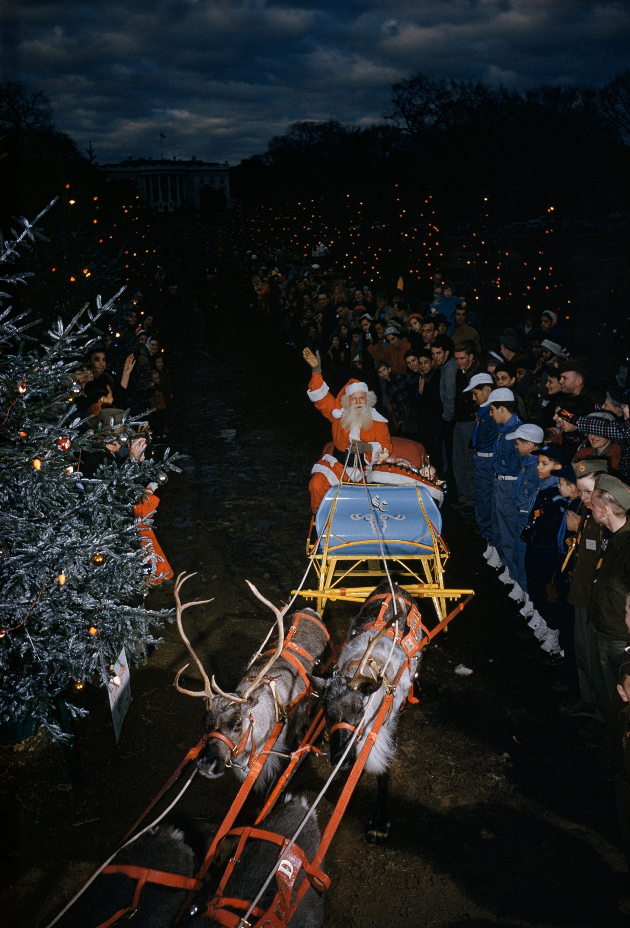 Alaskan reindeer pull Santa's sled during Pageant of Peace.