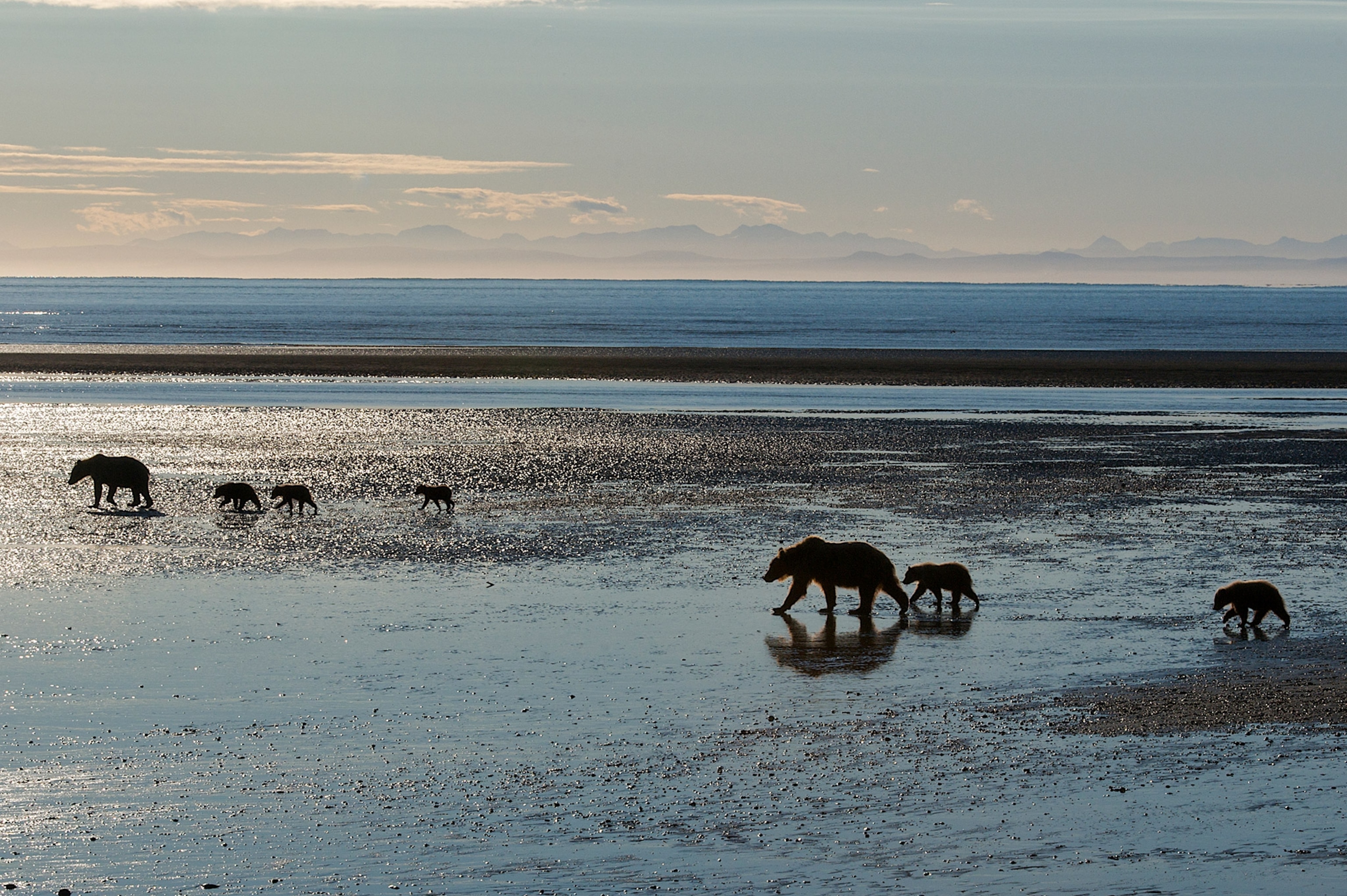 Two brown bear families walking on the tidal flats in the morning at Lake Clark National Park