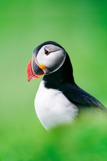 an Atlantic puffin