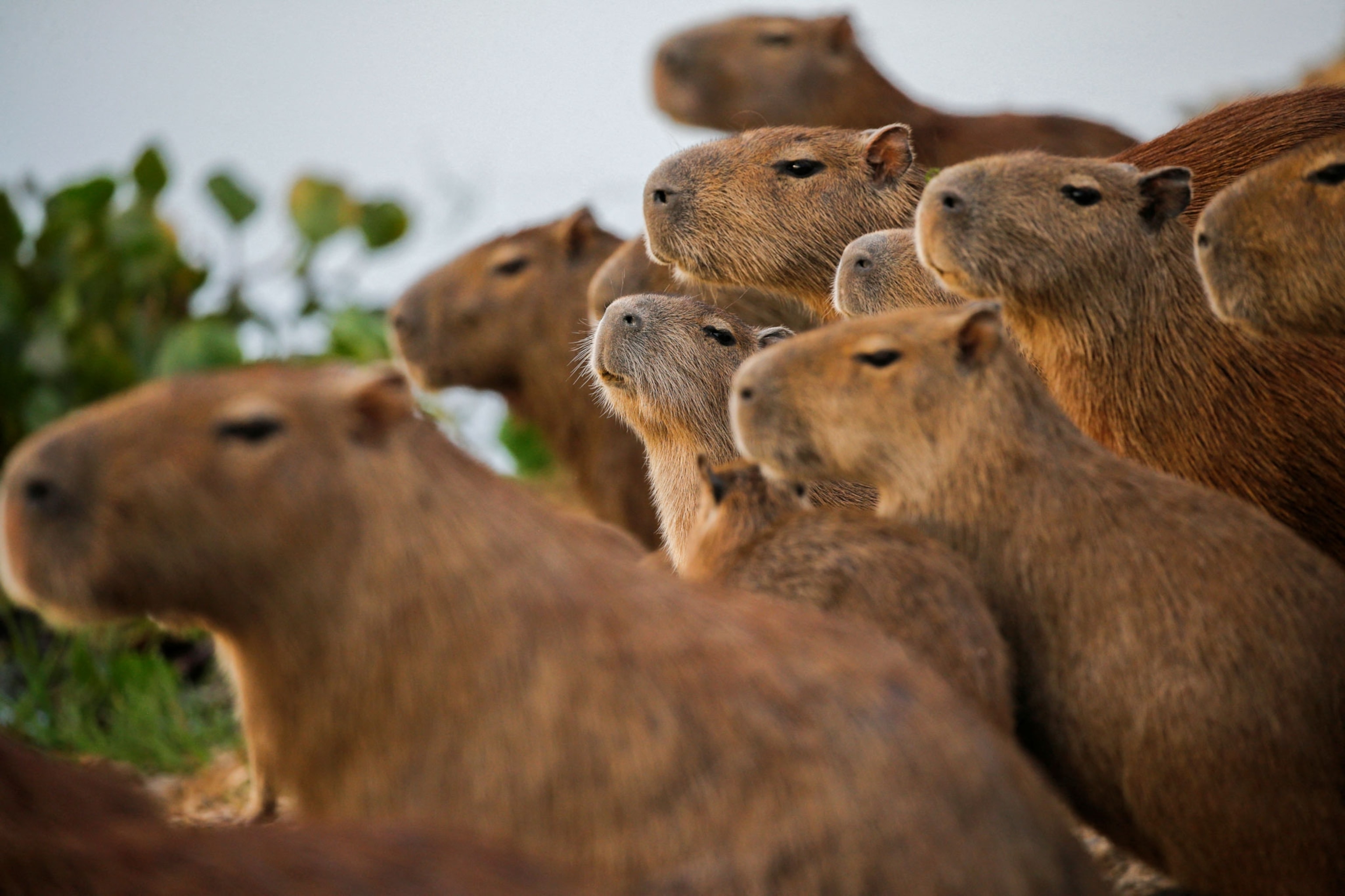 capybaras sitting together in a group near a pond in Venezuela