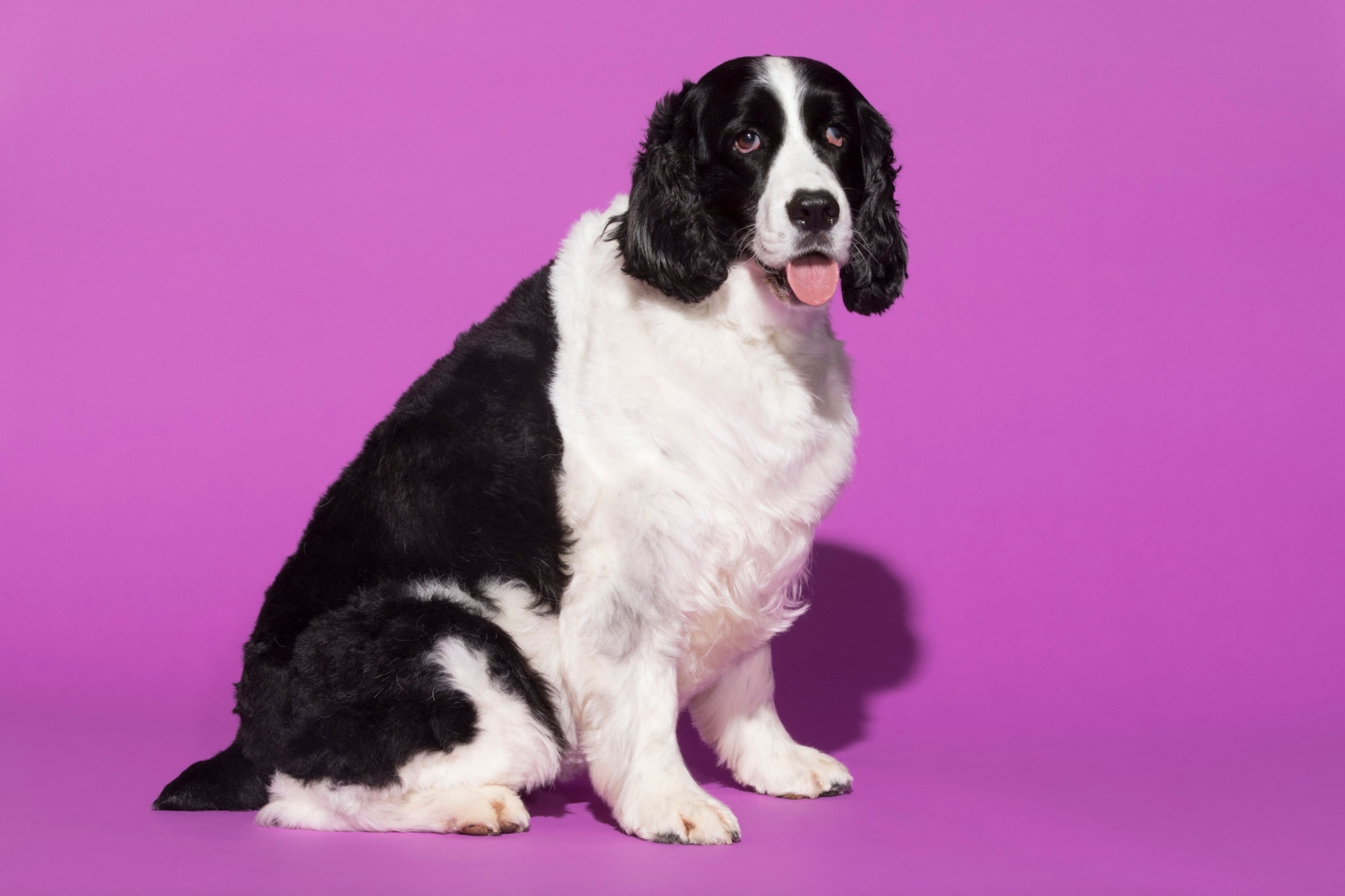 an English springer spaniel named Daisy