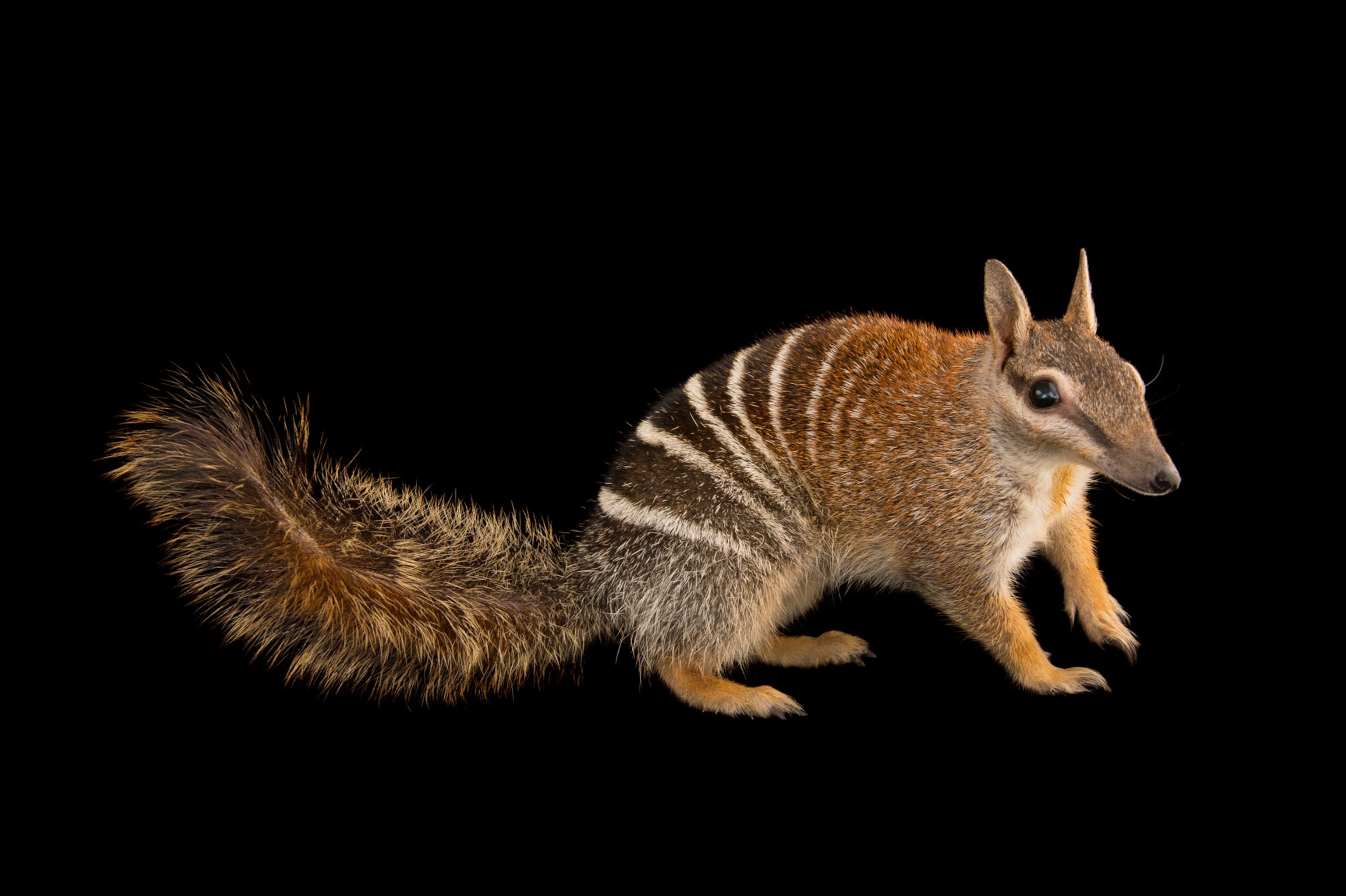 Picture of a squirrel-like animal with stripes.