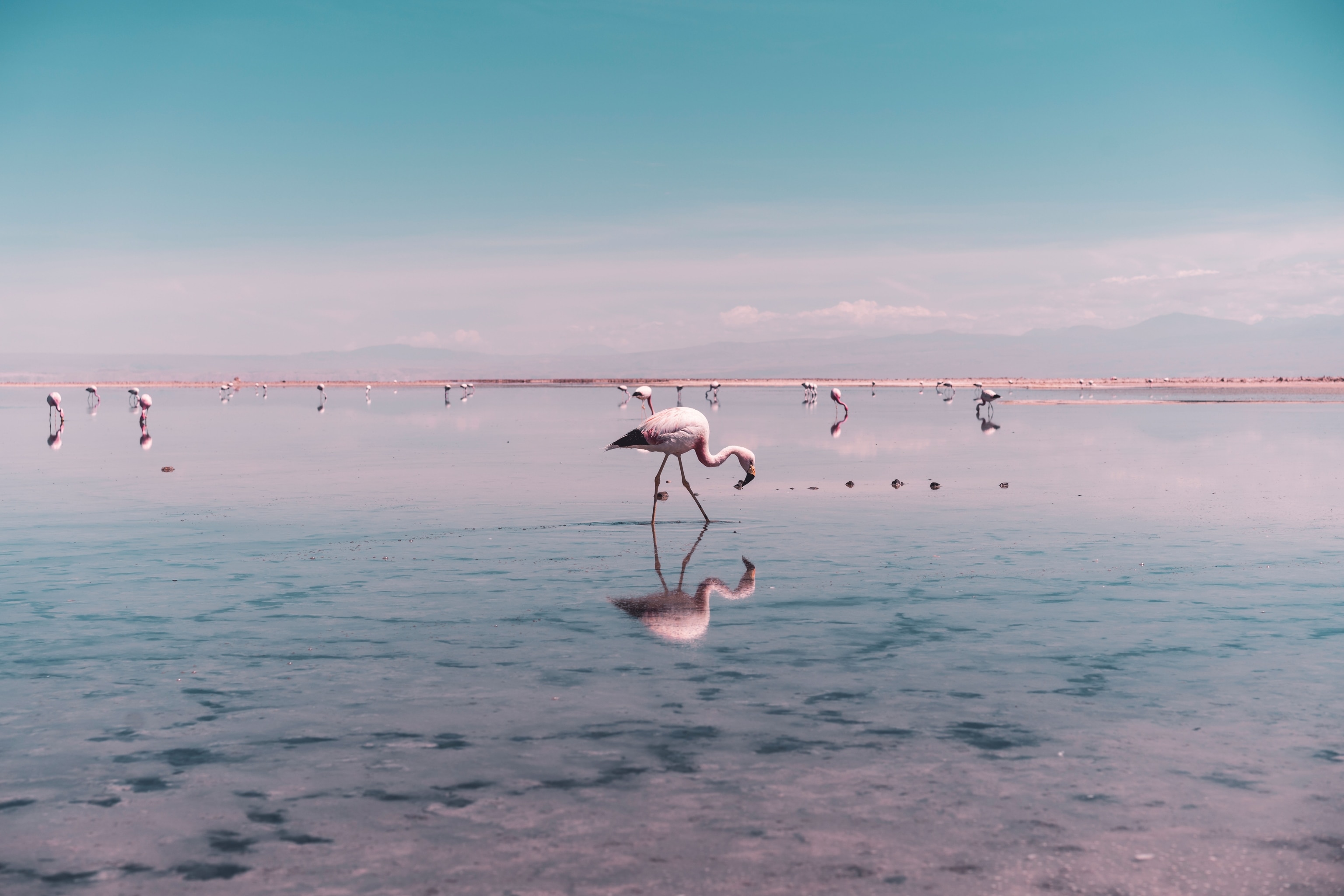 flamingos eating from salt lagoon, their bodies reflected in the water