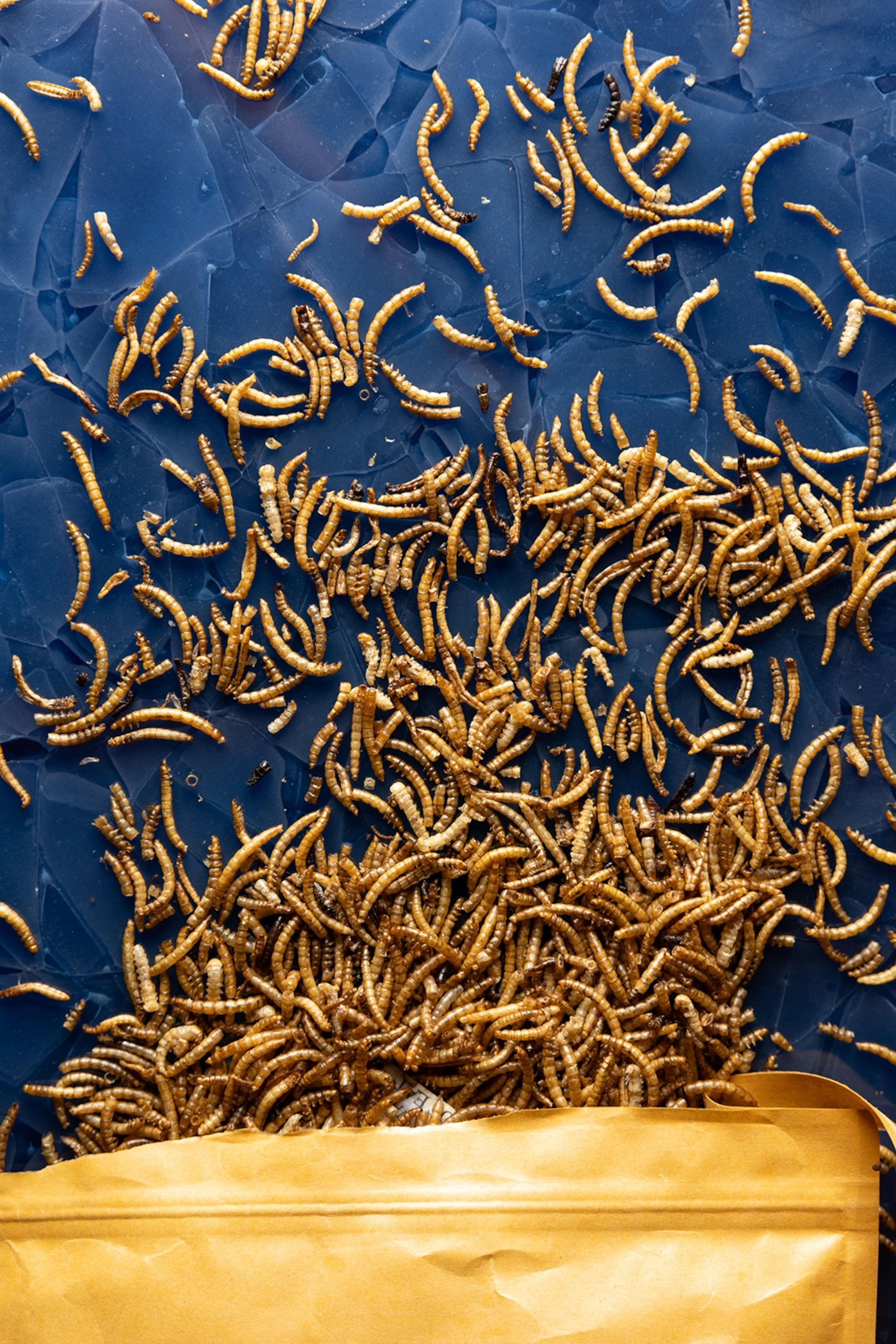 A spilled bag of dried mealworms