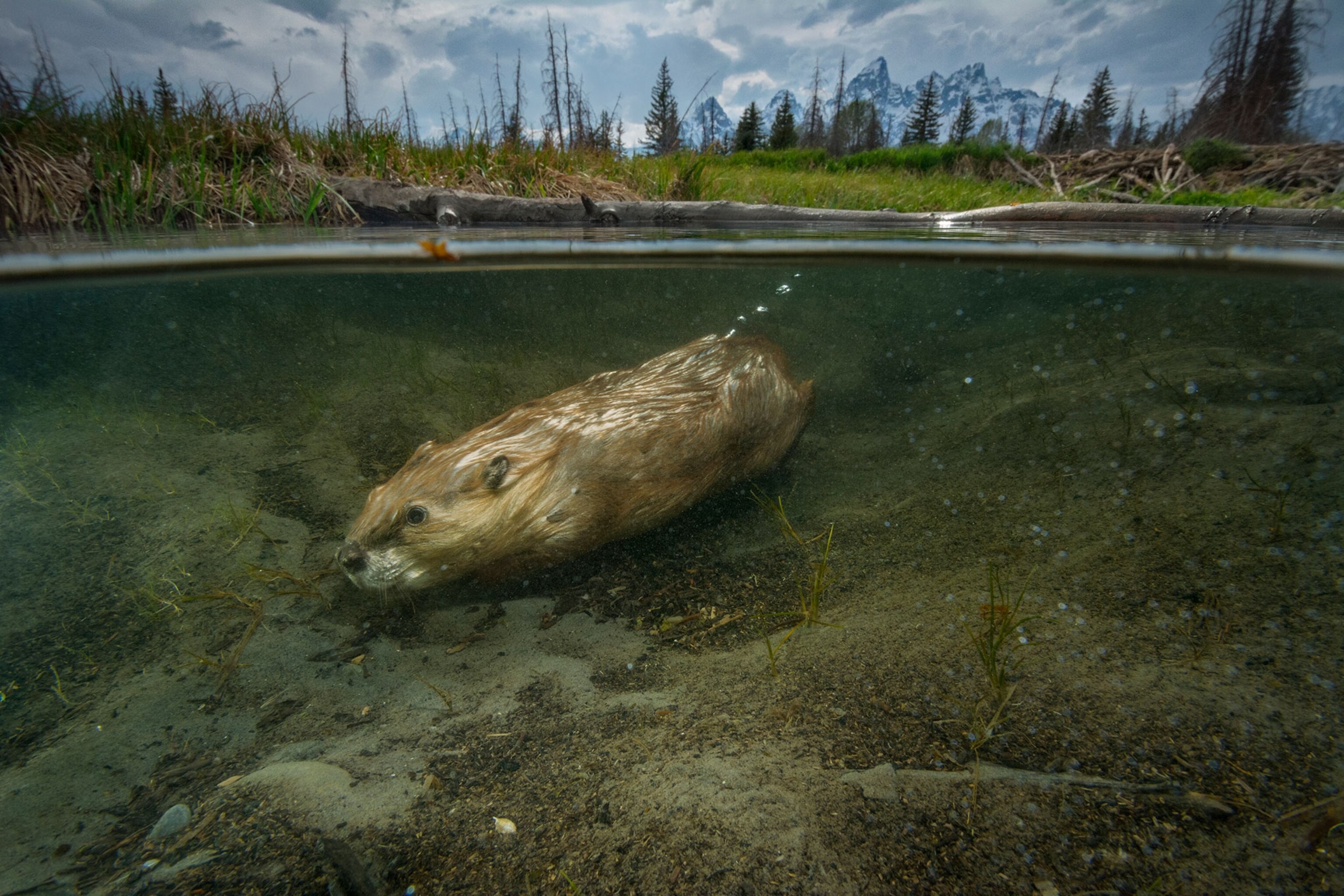 a beaver swimming
