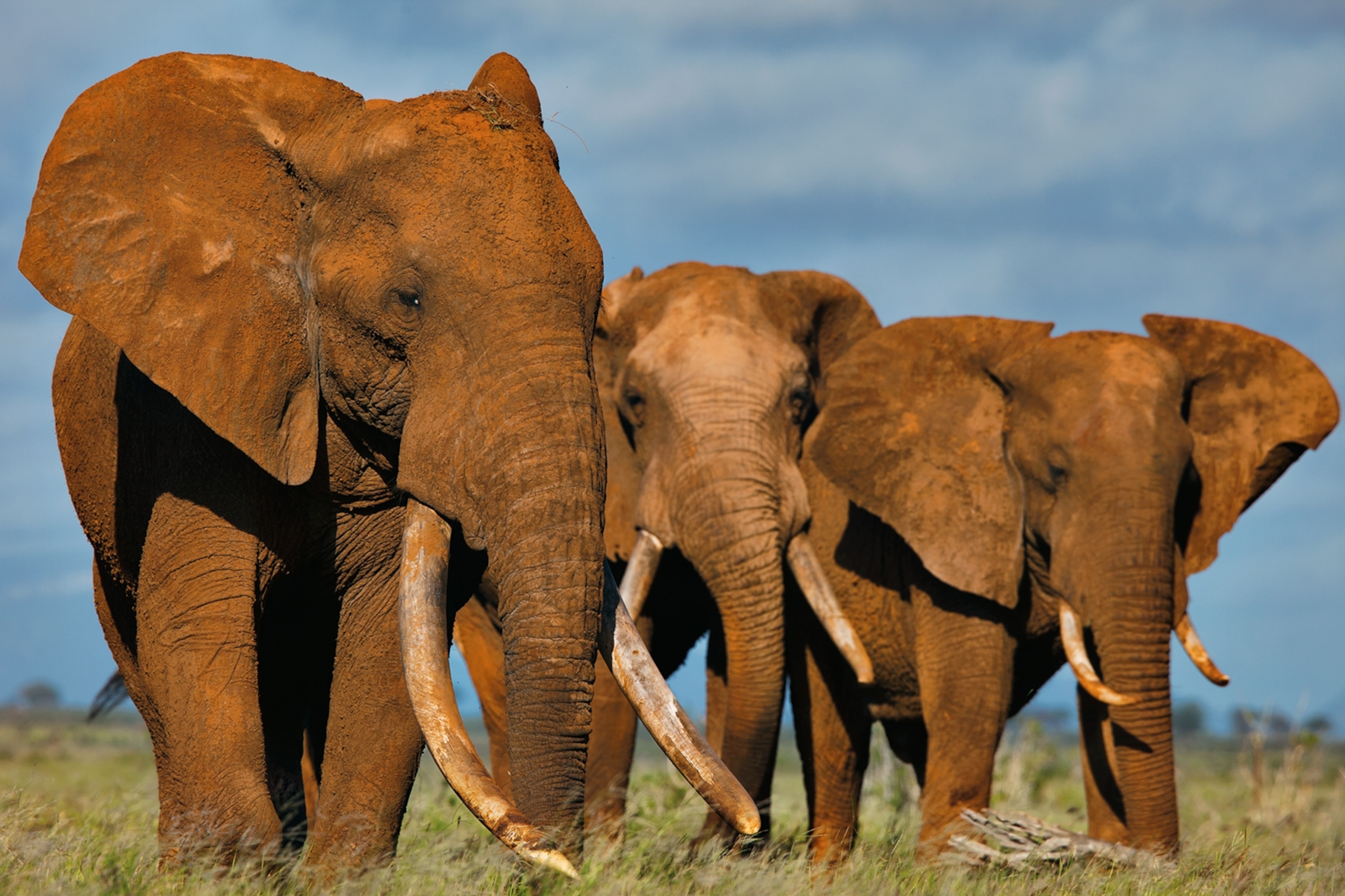 African elphants