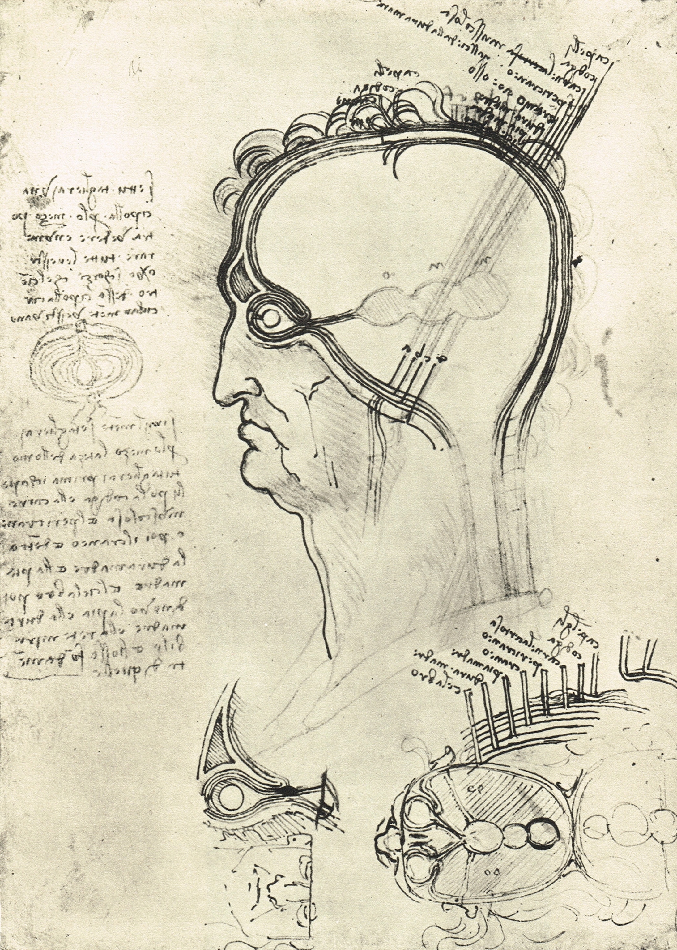 Sections of a Man's head, showing the anatomy of the eye, drawn by Leonardo Da Vinci, circa 1500