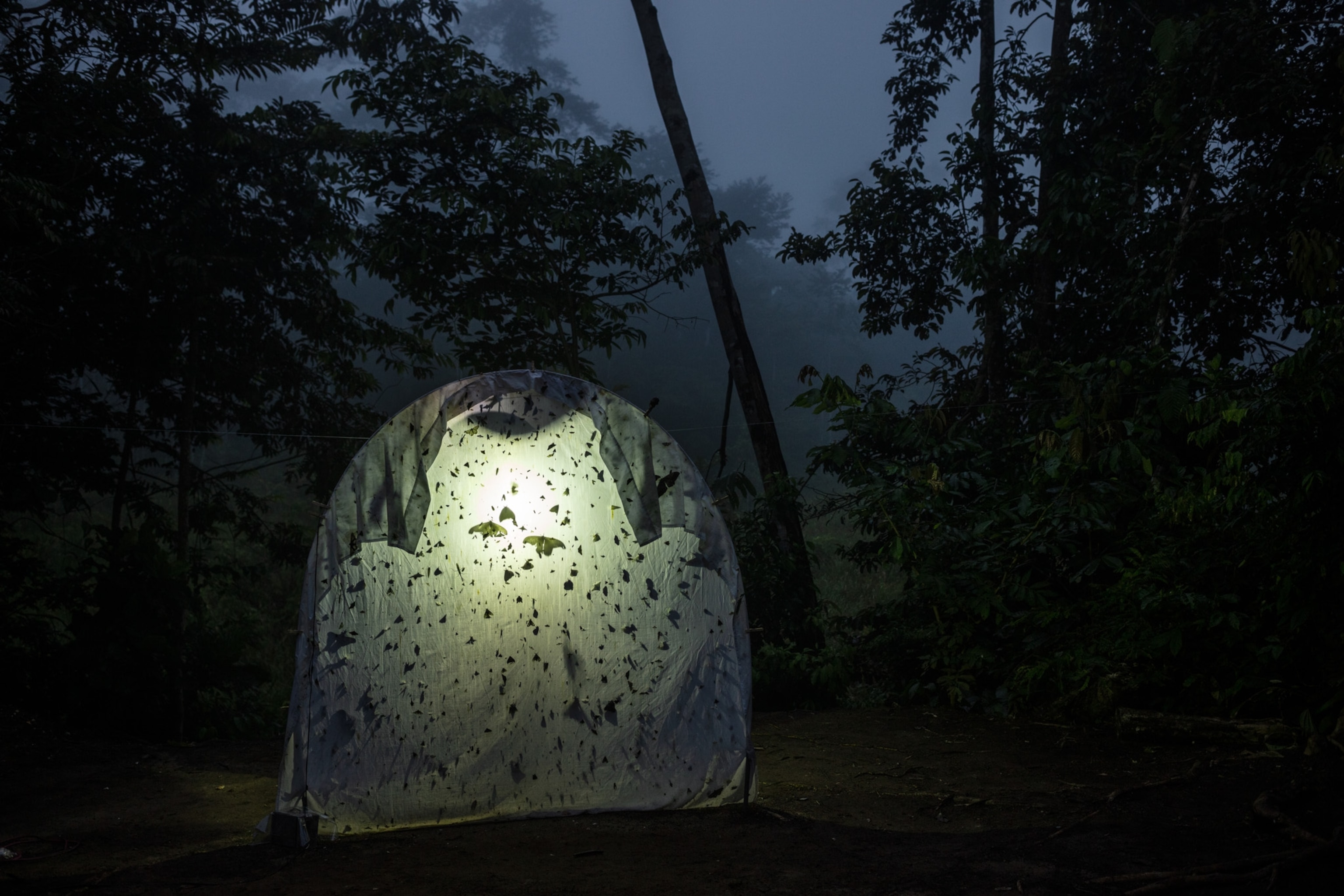 a bug collection sheet being lit from behind surrounded by trees