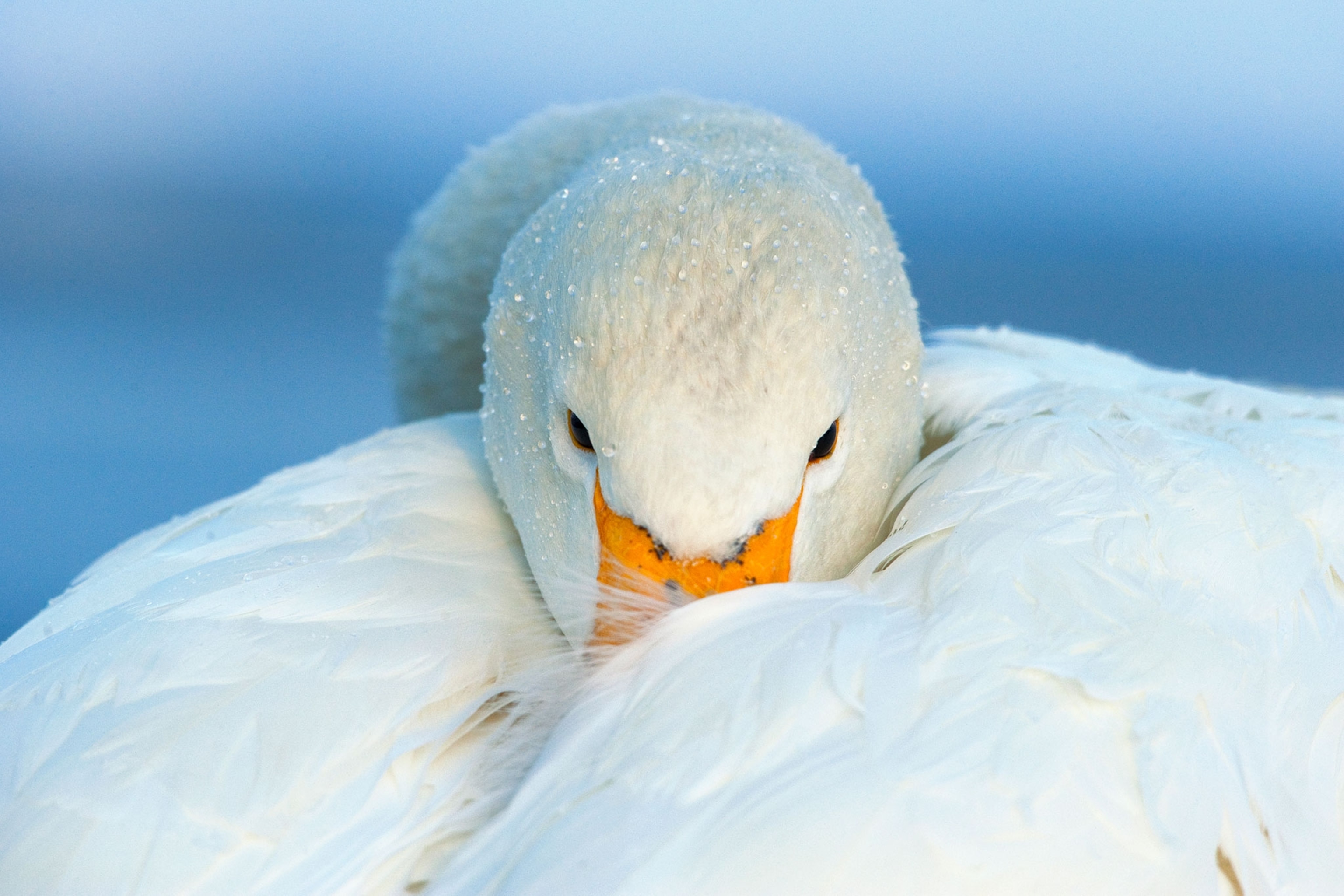 a whooper swan