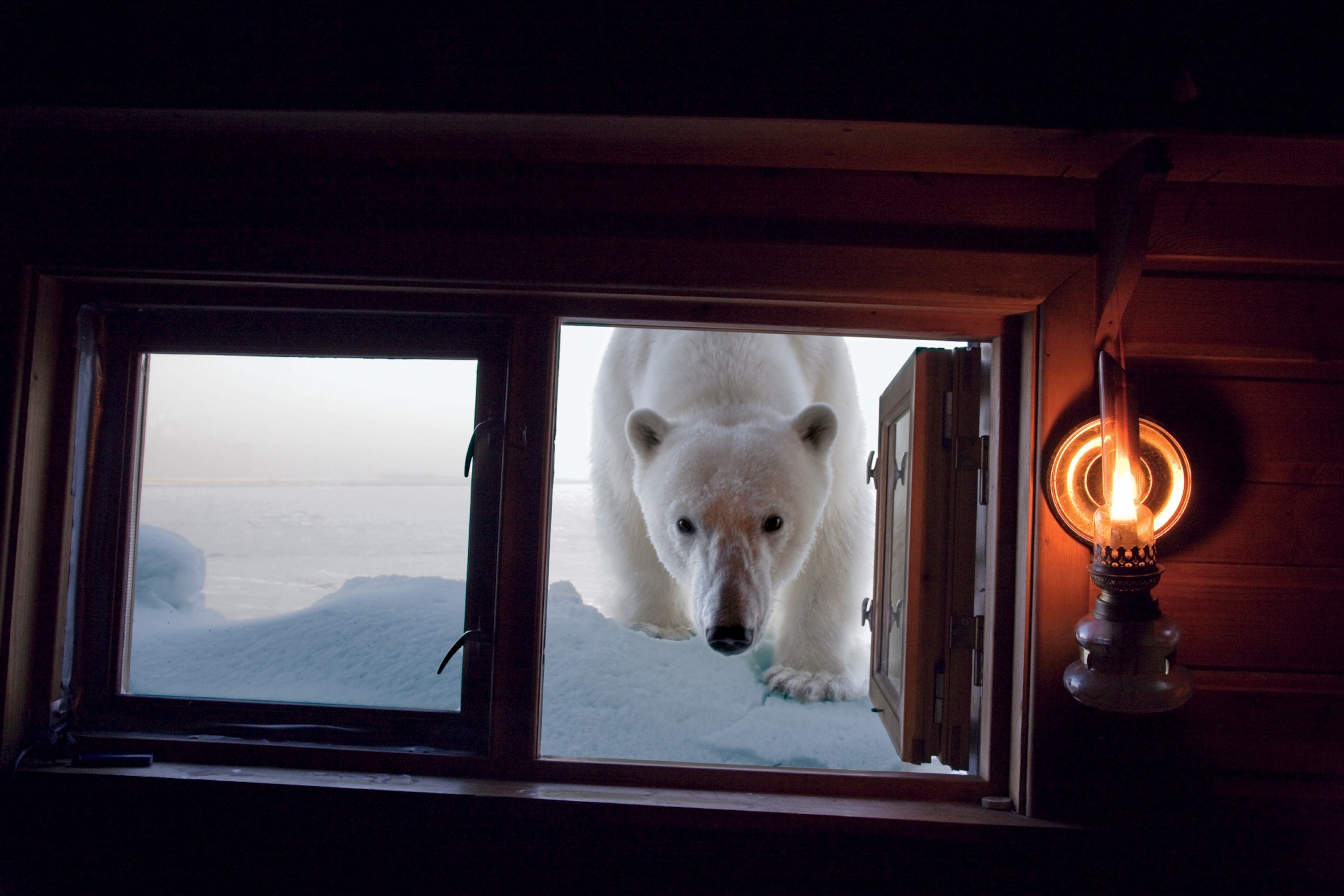 a female polar bear peering into the window of a cabin