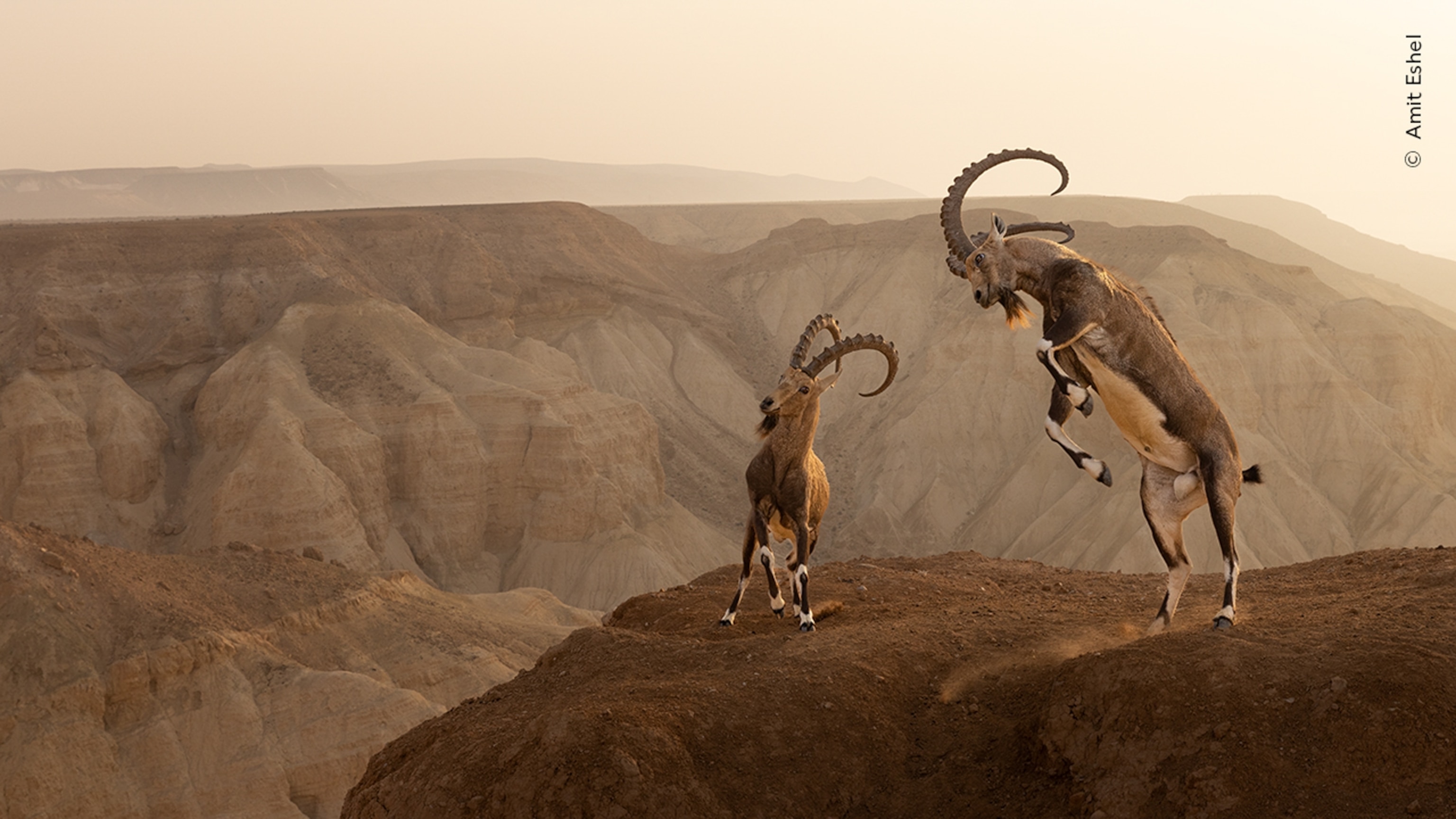 A dramatic cliffside clash between two Nubian ibex