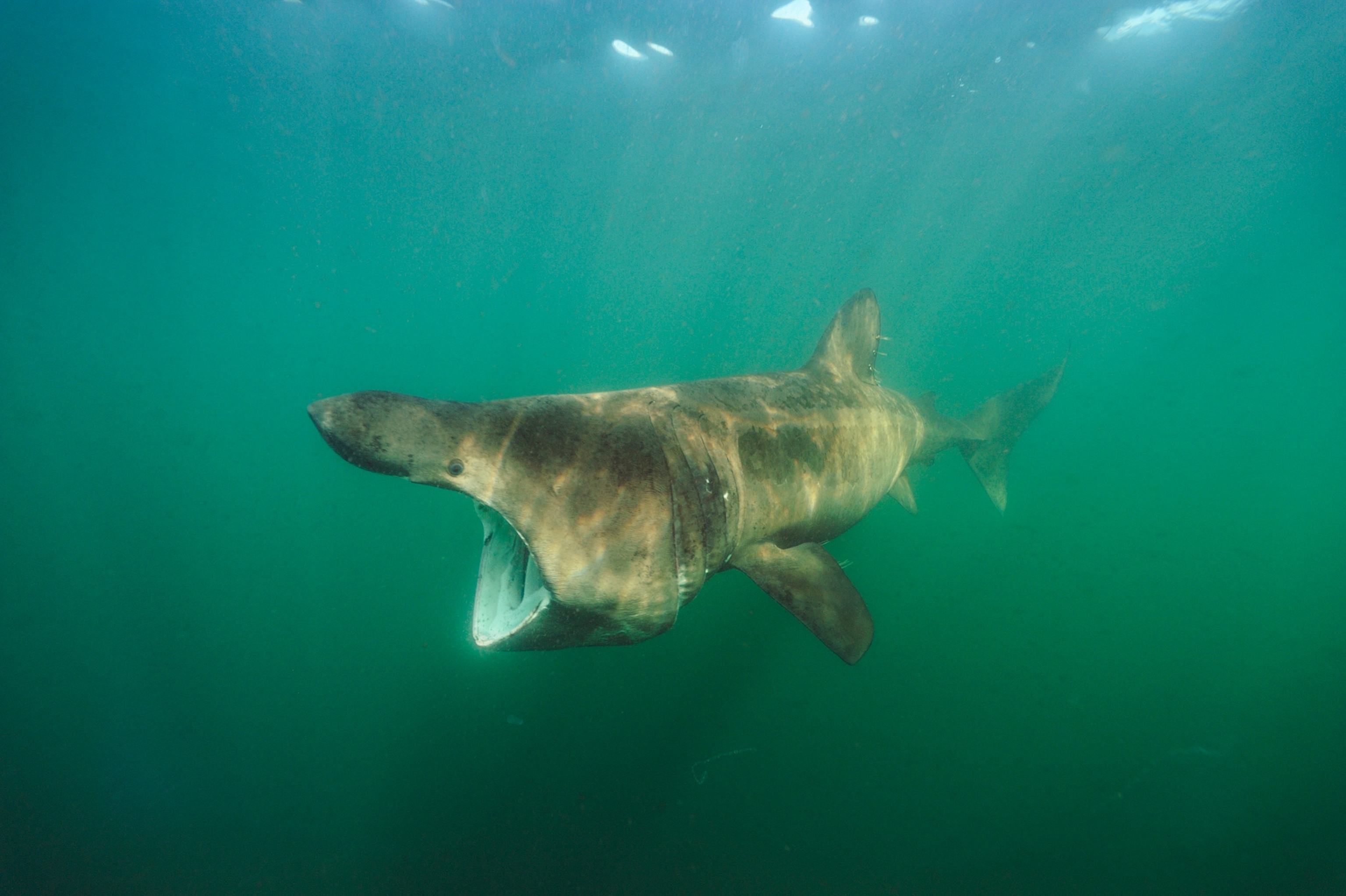 basking shark